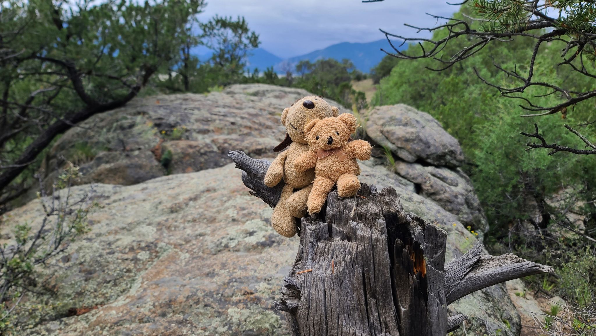Two teddy bears sit on a weathered tree stump amidst rocks and distant mountains. - A Fistfull of Dollars and Camp Elevation South Trail