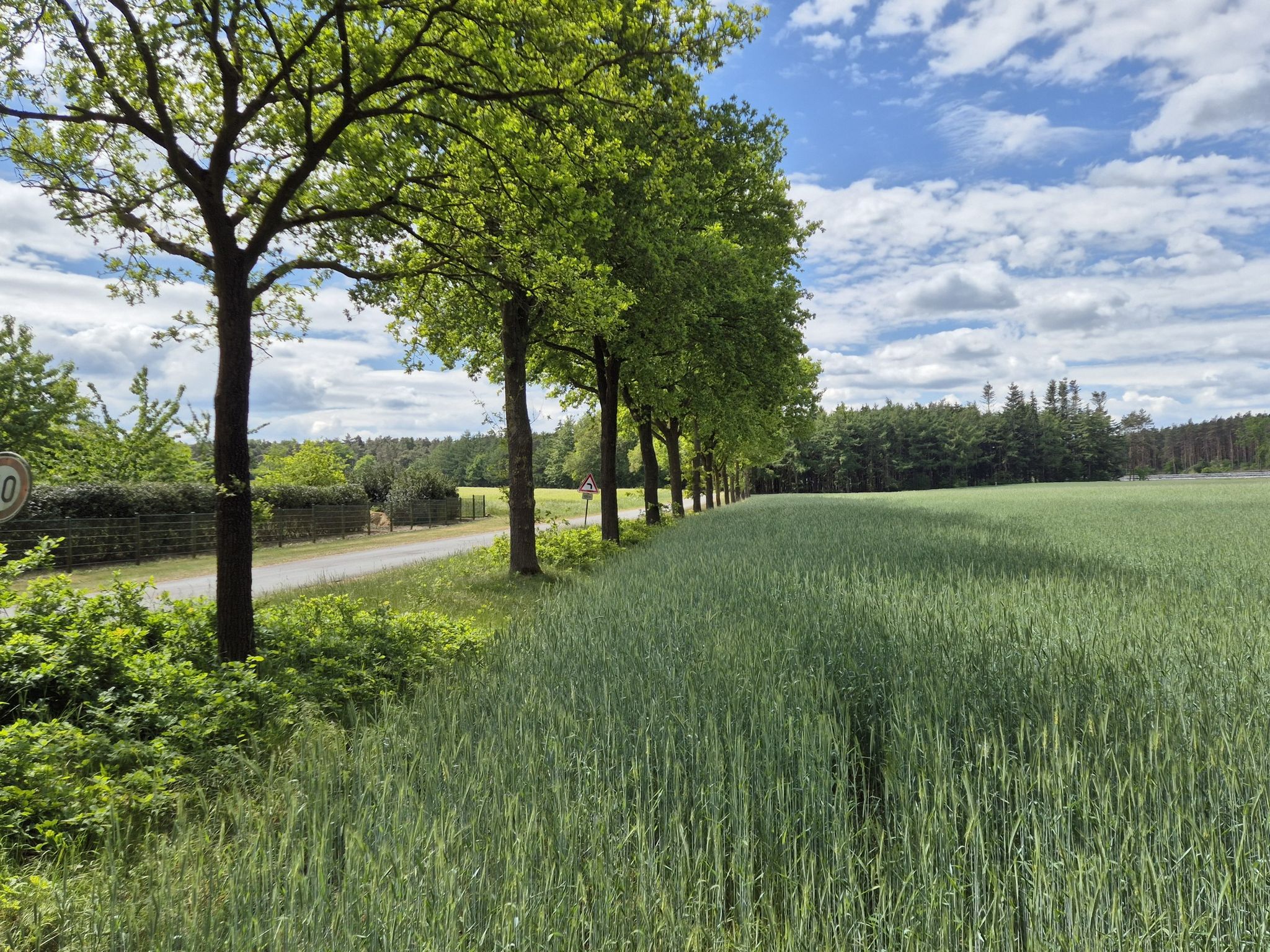 Baumallee in Grandorf