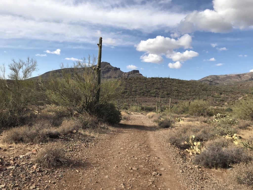 Dirt road winding through desert brush towards a large mountain under a cloudy sky. - Jewel of the Creek loop from Jewel of the Creek Preserve