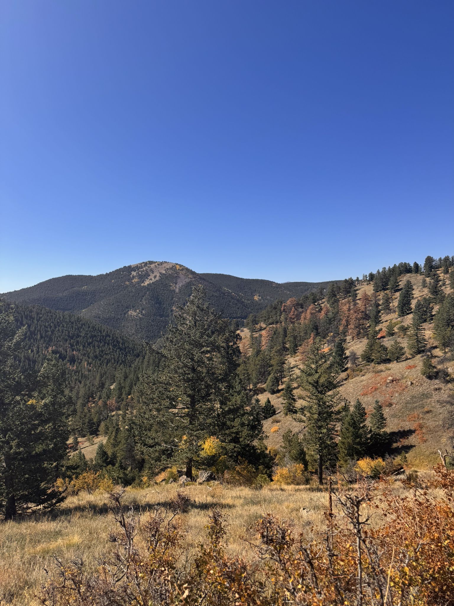 Expansive mountain landscape with pine trees and autumn foliage under clear sky. - Switzerland Trail