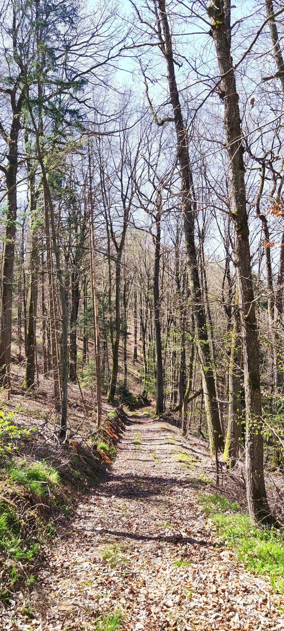 Hohlweg