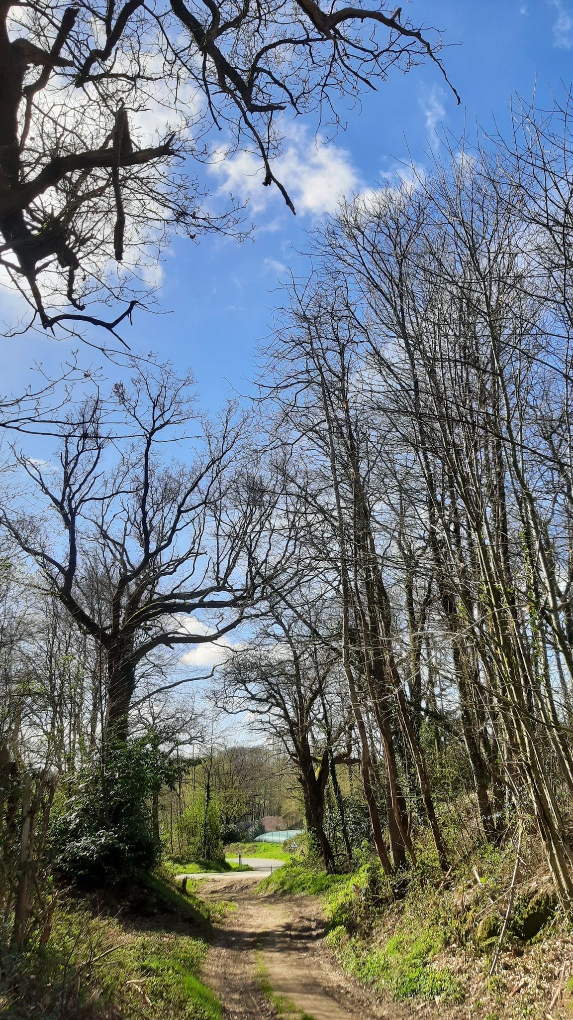 Bois des Roches