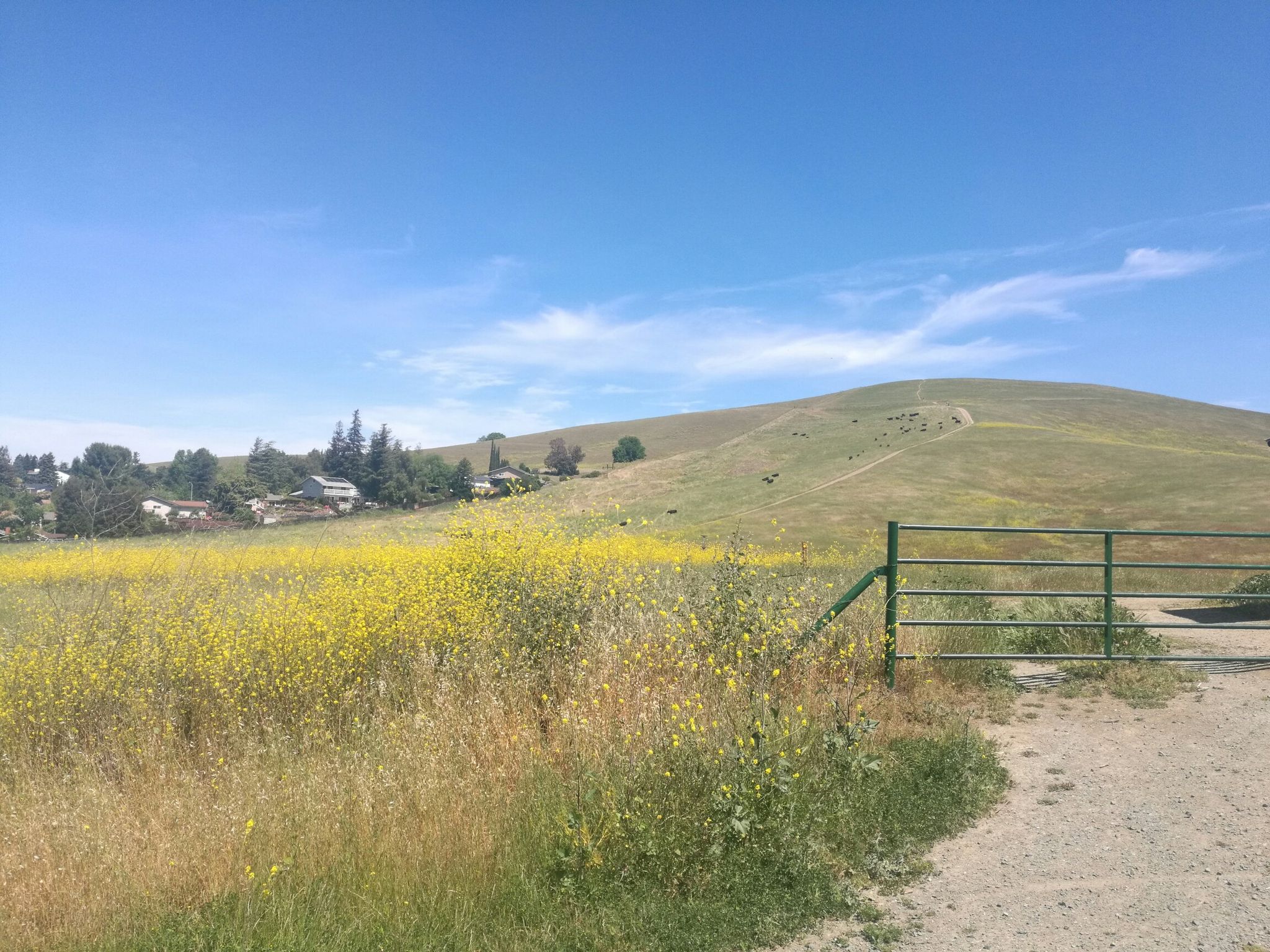Expansive field of yellow flowers and green grass, leading to a hill. - Iron Horse Trail junction – Iron Horse Trail bridge loop from Pleasant Hill/Contra Costa Centre