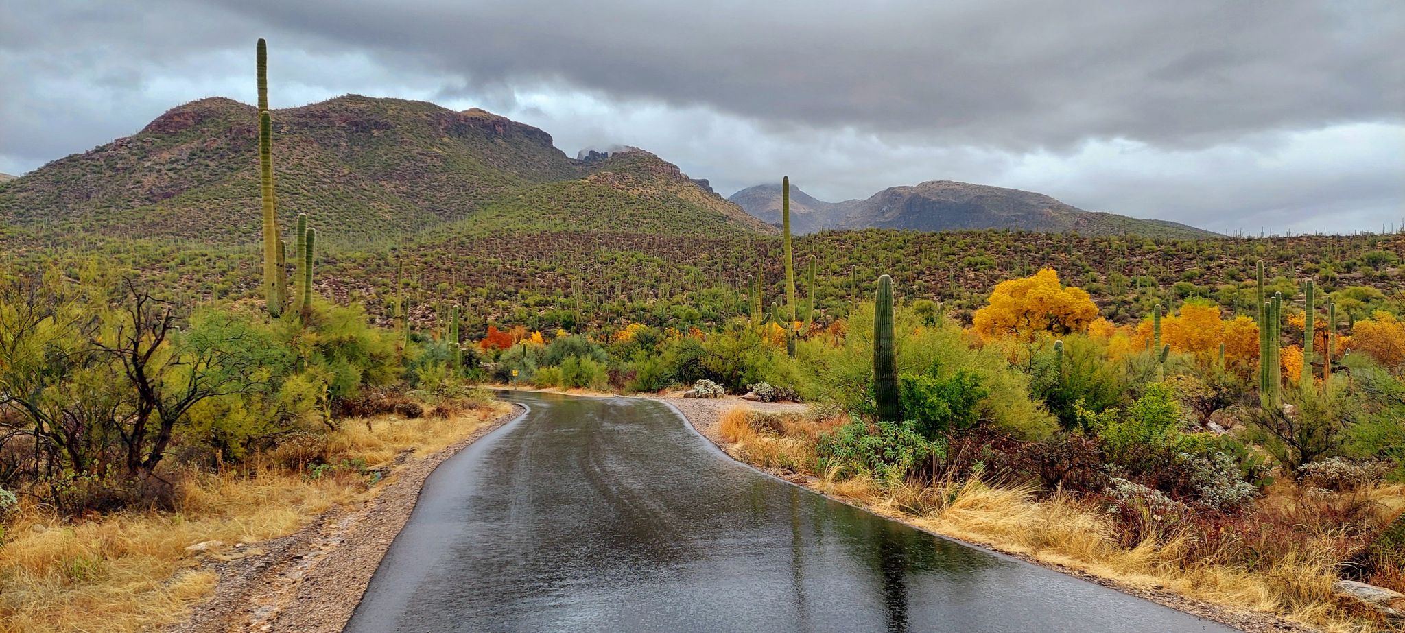 Wet road through desert mountains with colorful autumn foliage under cloudy sky. - Sabino Lake loop from Ventana Shadows