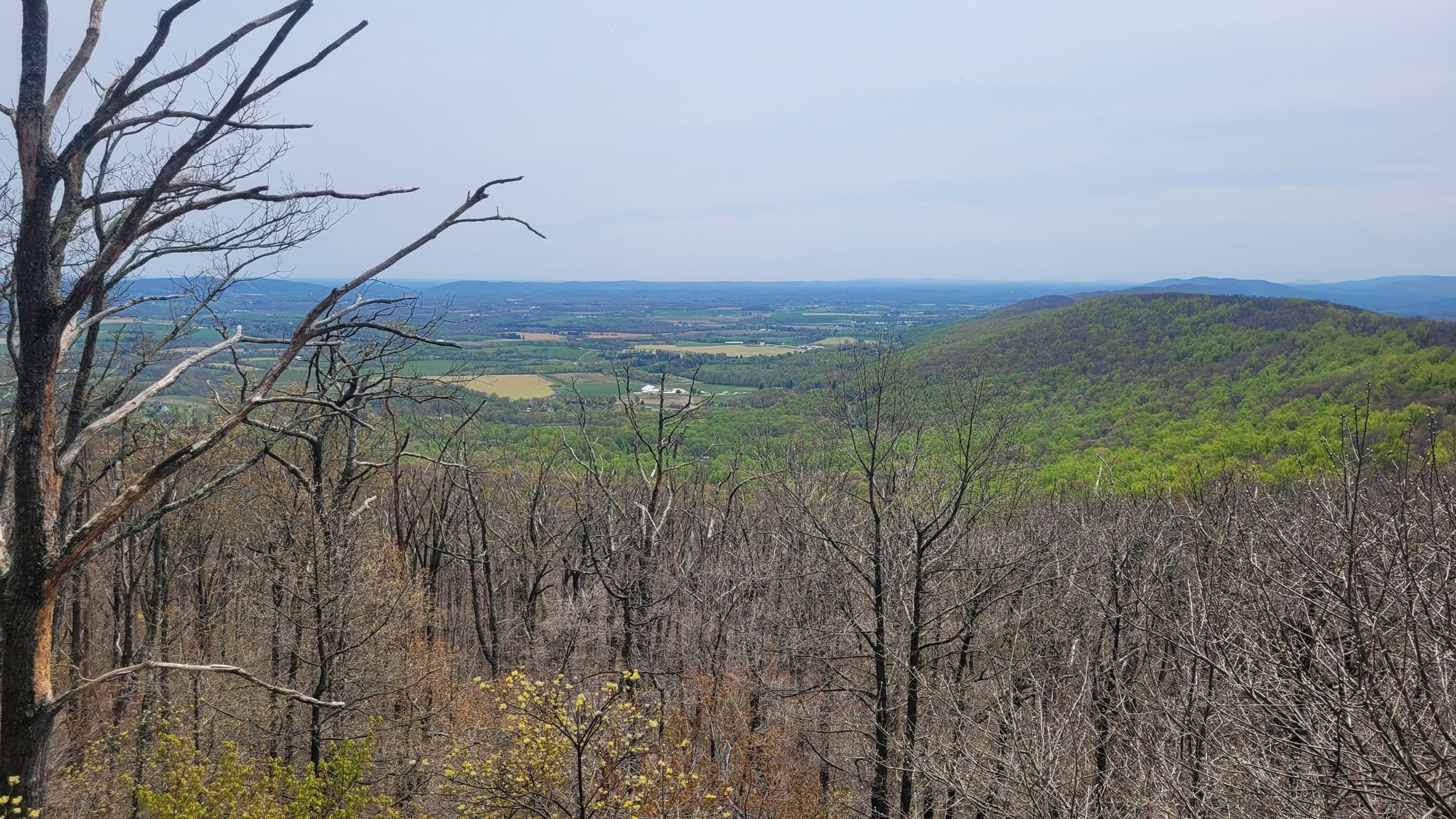 Overcast view of a valley with bare trees in foreground, green hills beyond. - Lamb's Knoll via Appalachian Trail