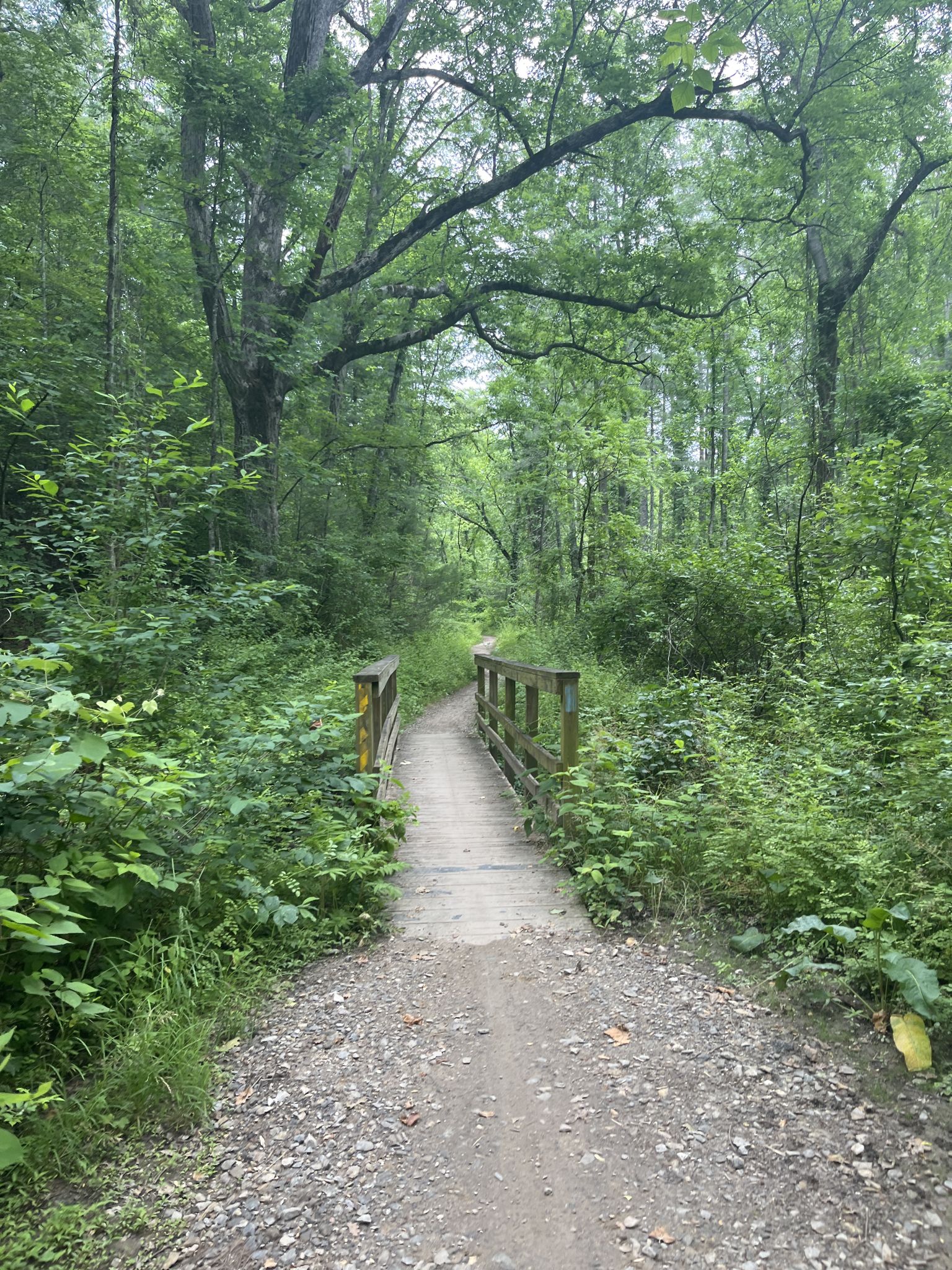 A dirt path leads through a lush green forest to a small wooden bridge. - Blue Ridge Parkway and Bent Creek Loop