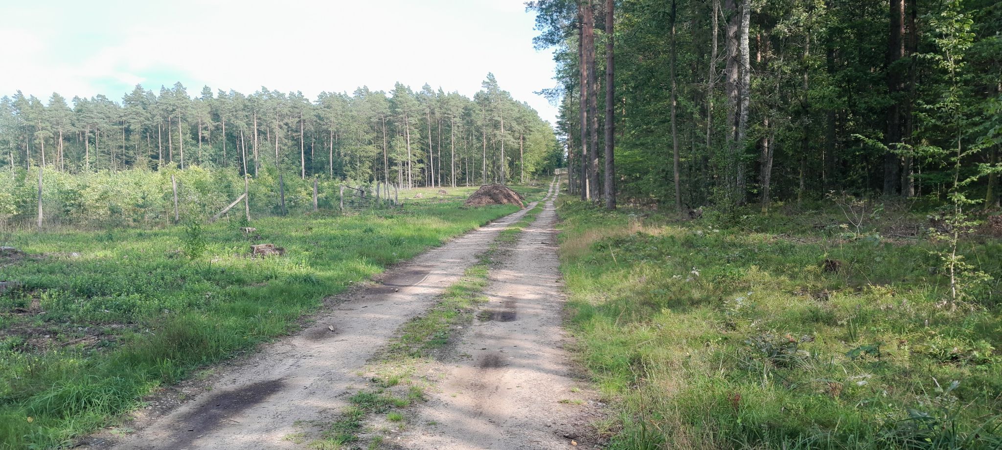 Plichtowska linia (dróżka leśna)