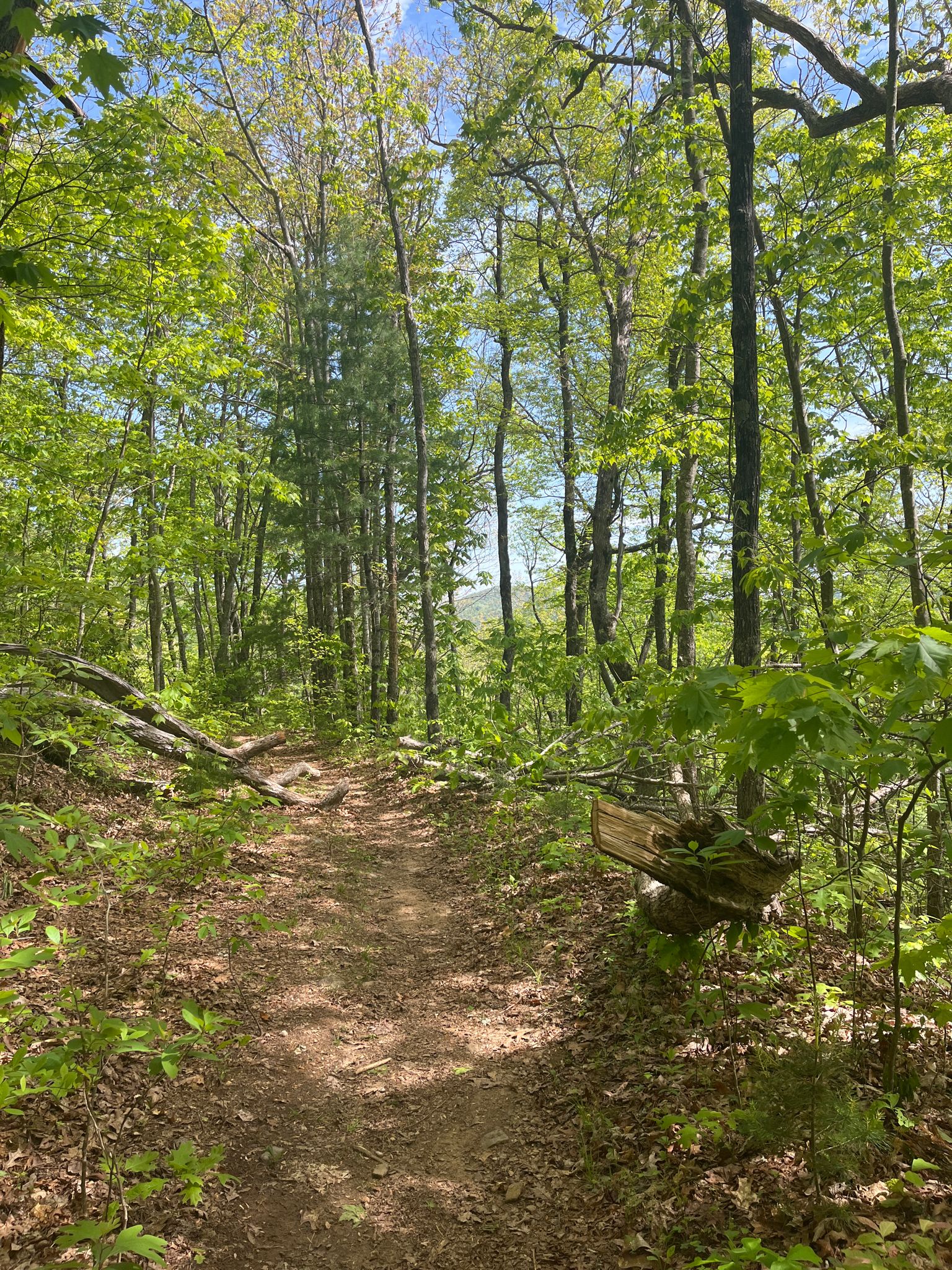 A sunlit dirt path winds through a dense green forest. - Appalachian Trail: Hogpen Gap to Unicoi Gap