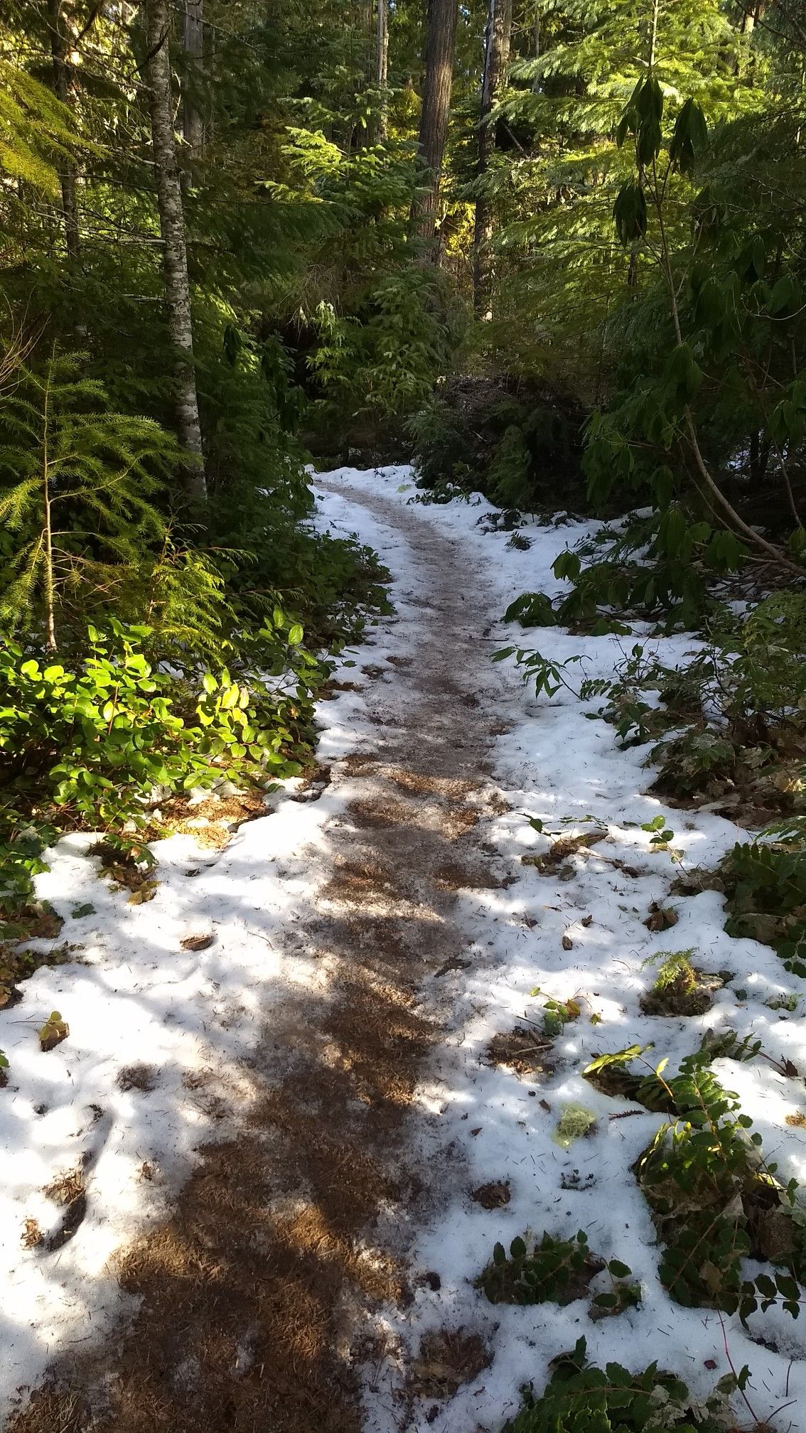 A snowy path winds through a sunlit forest with tall trees. - Devils Peak via Devils Ridge Trail loop
