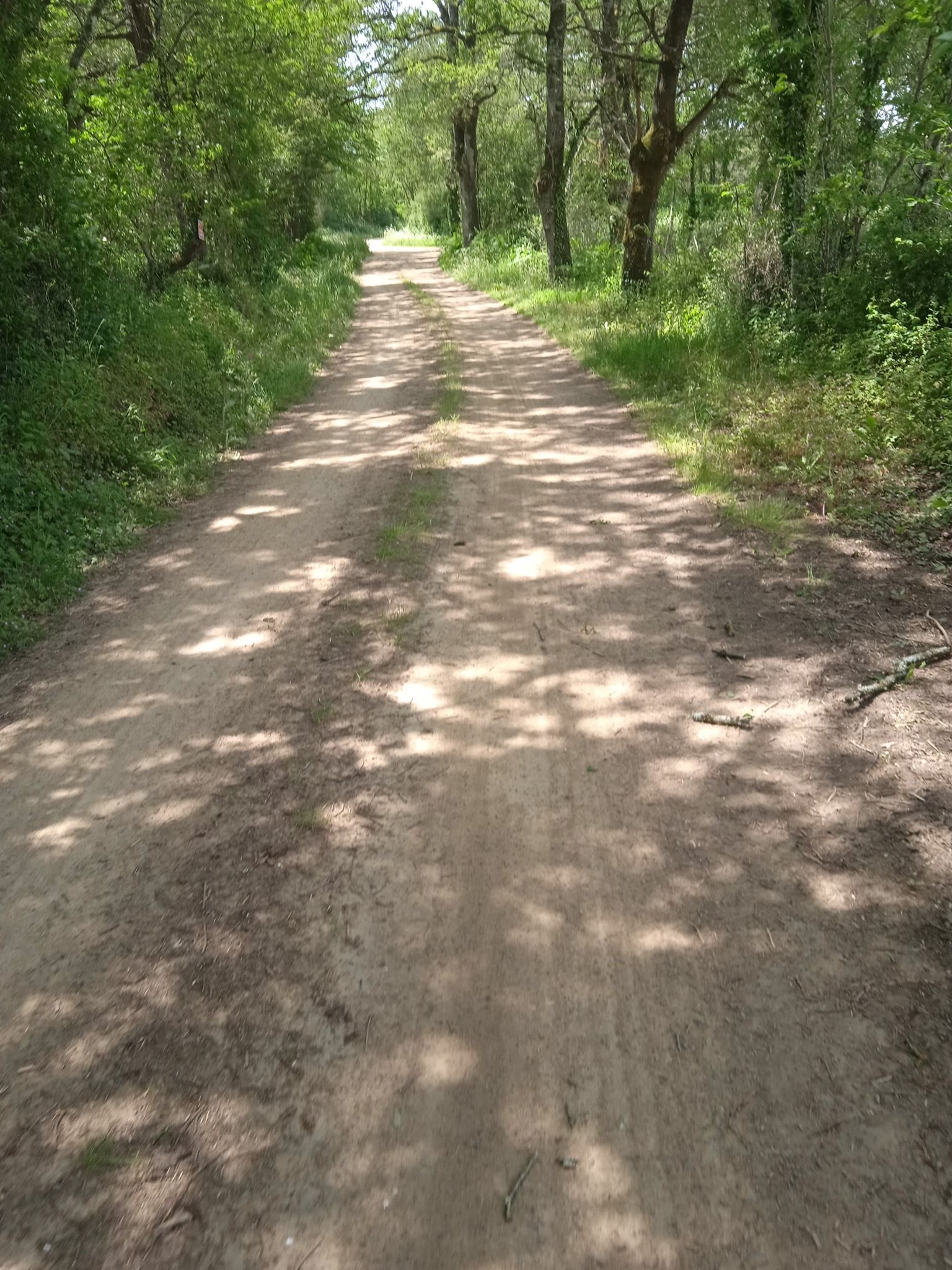 sentier du bouleau