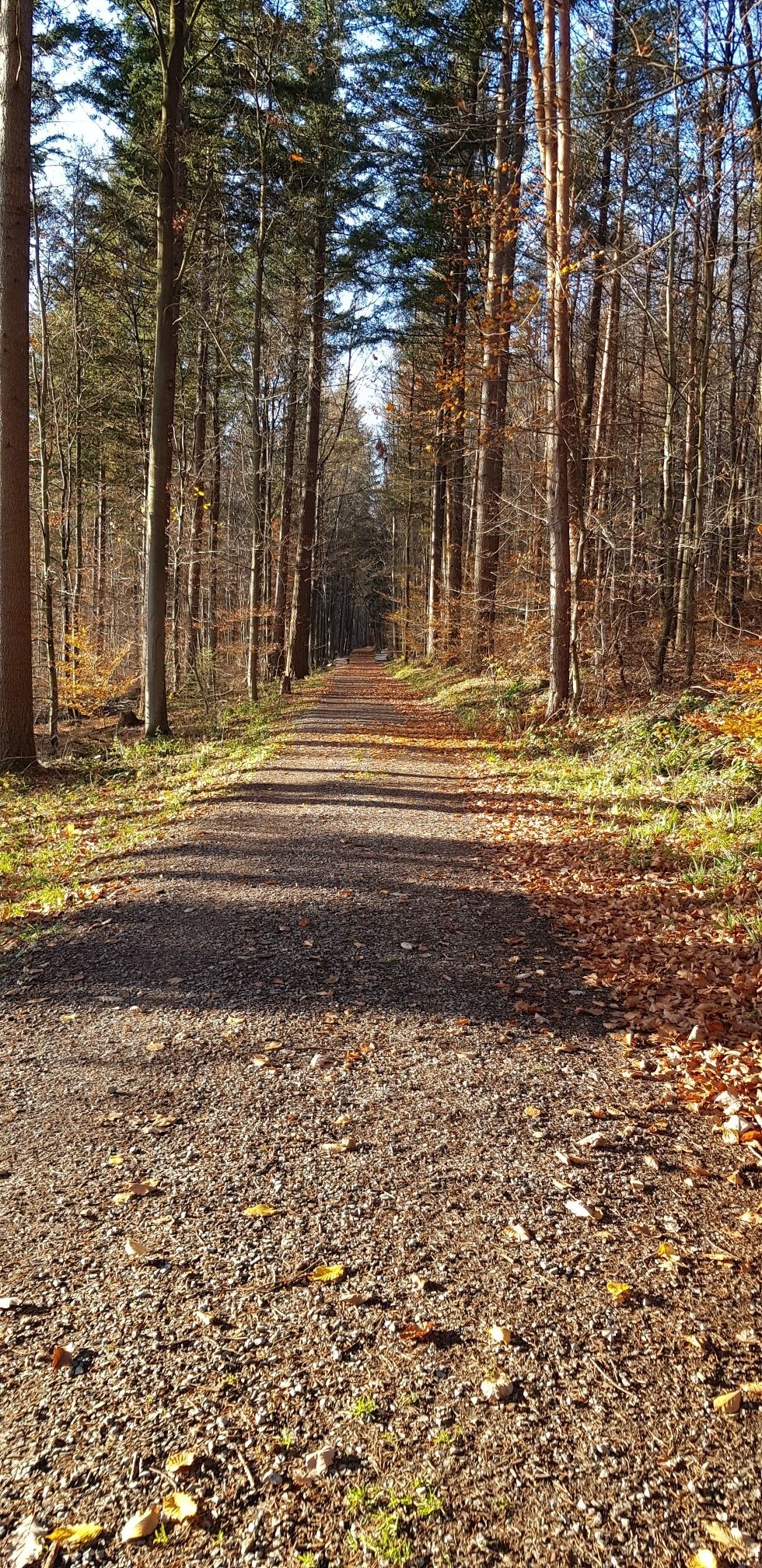 Waldweg
