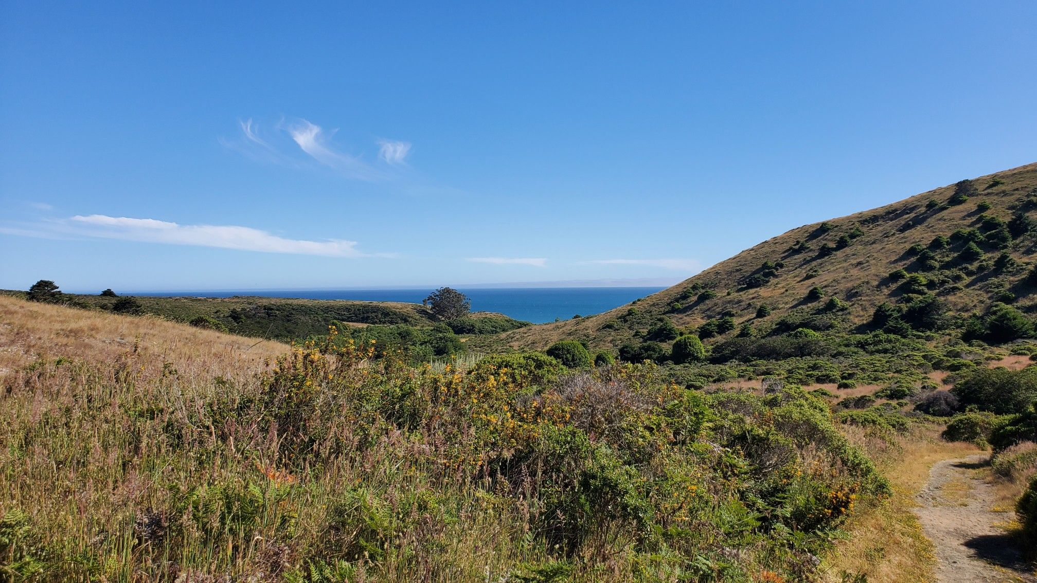 Grassy hills slope towards a distant ocean under a bright blue sky. - Laguna and Coast Trail loop
