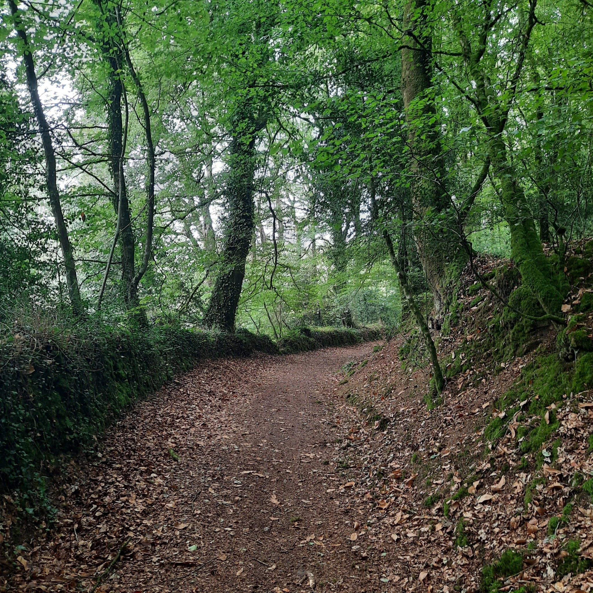 magnifique forêt bretonne !