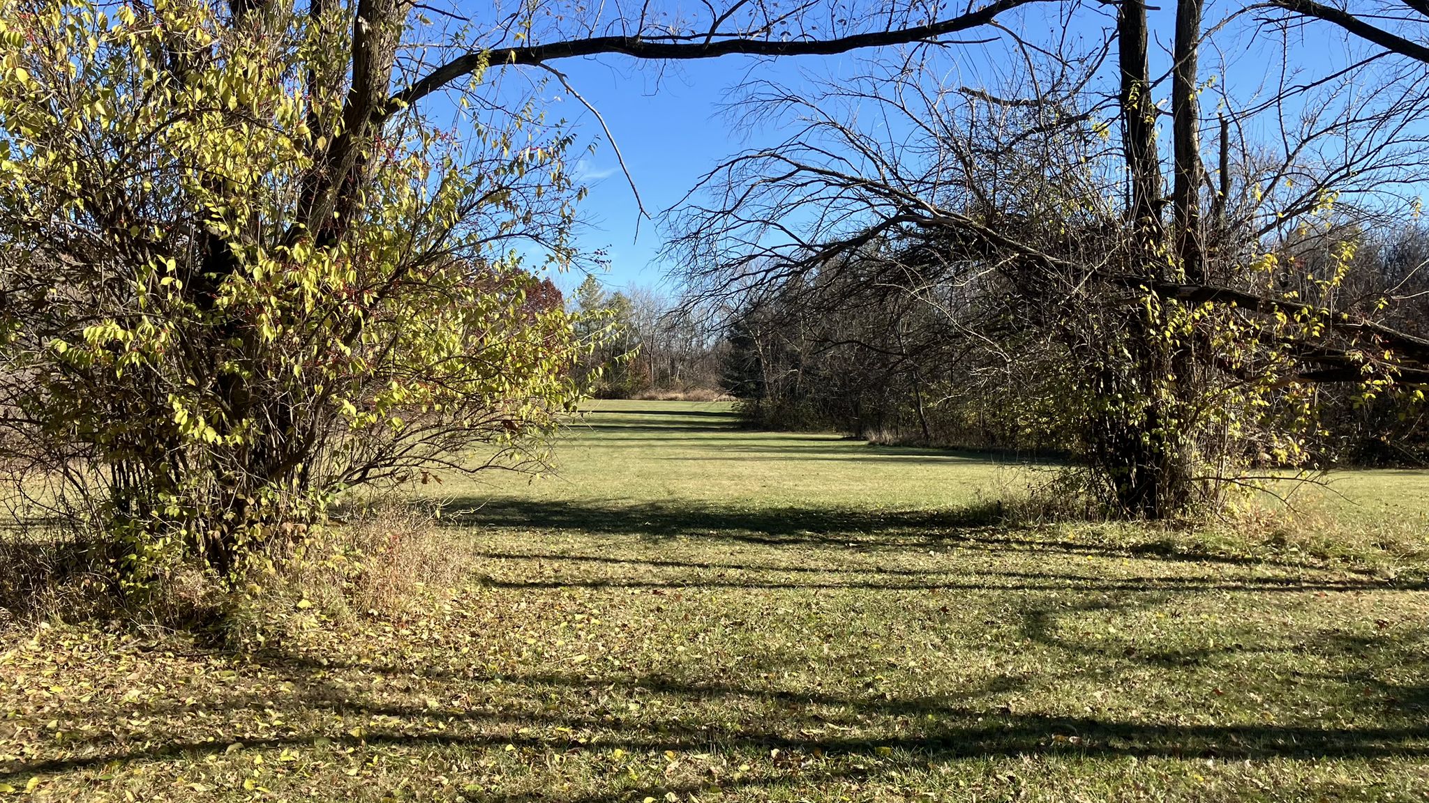 Sunny grassy field framed by trees with autumn leaves under blue sky. - Meadowview and Woodland Loop Trail