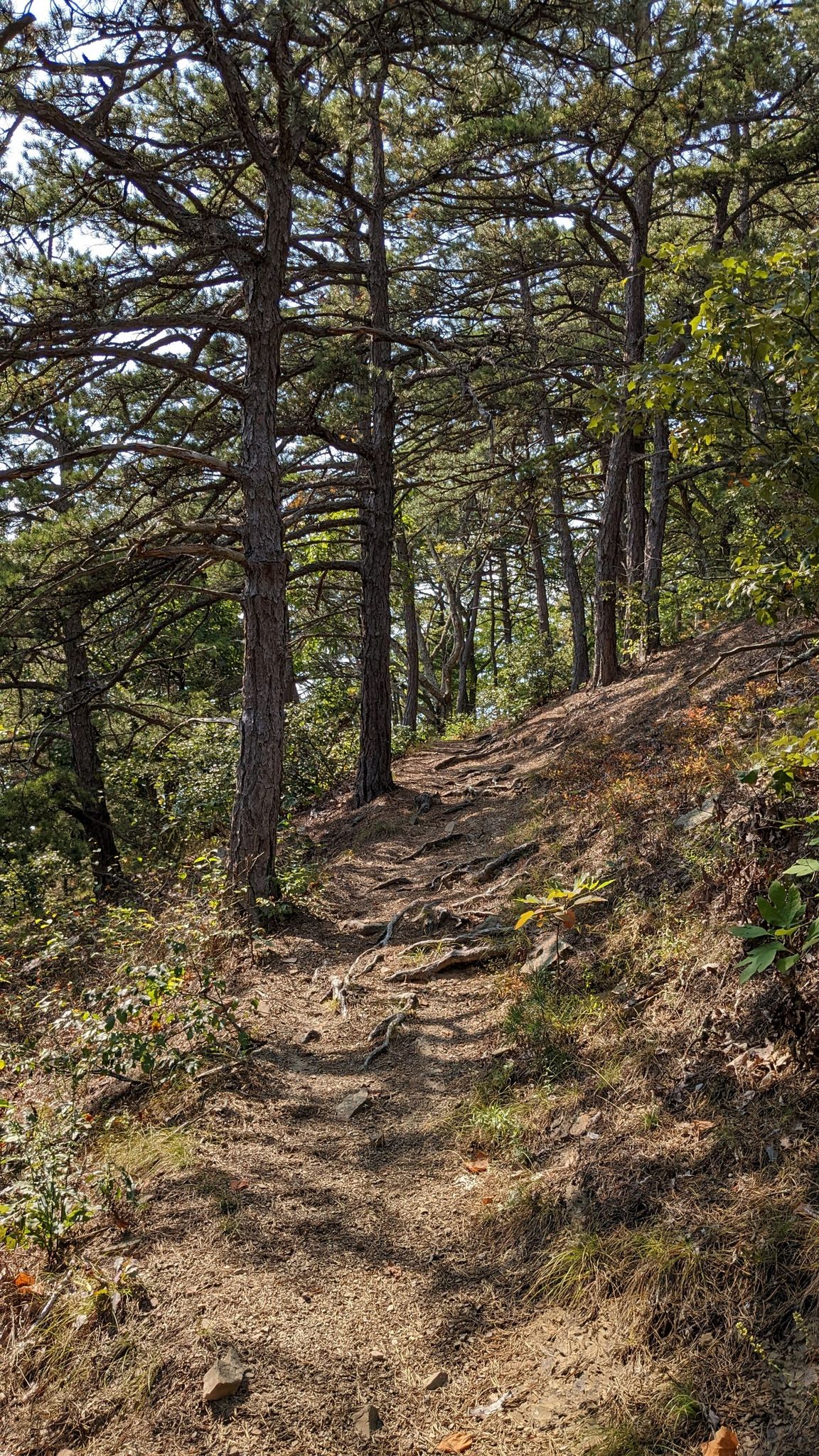 A sun-dappled, rocky dirt path winds uphill through a dense forest. - Bald Ridge Trail