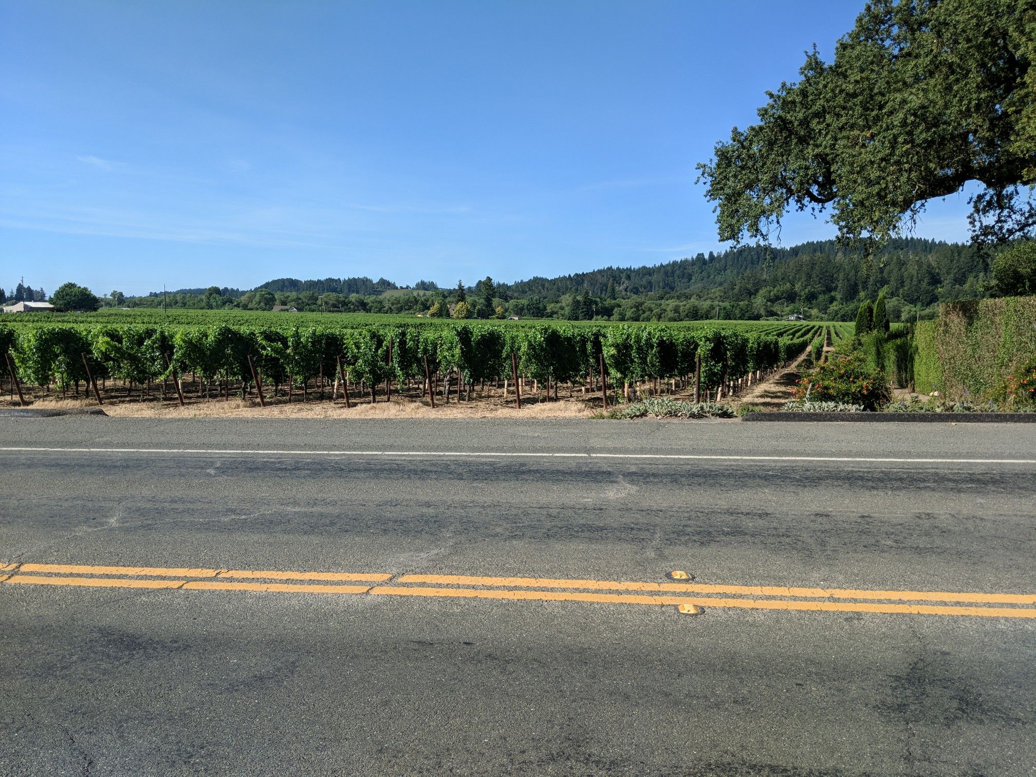 Green vineyard rows beside a road, with a large tree and distant hills. - Korbel Delicatessen & Market – Odd Fellows Park Road loop from Guerneville