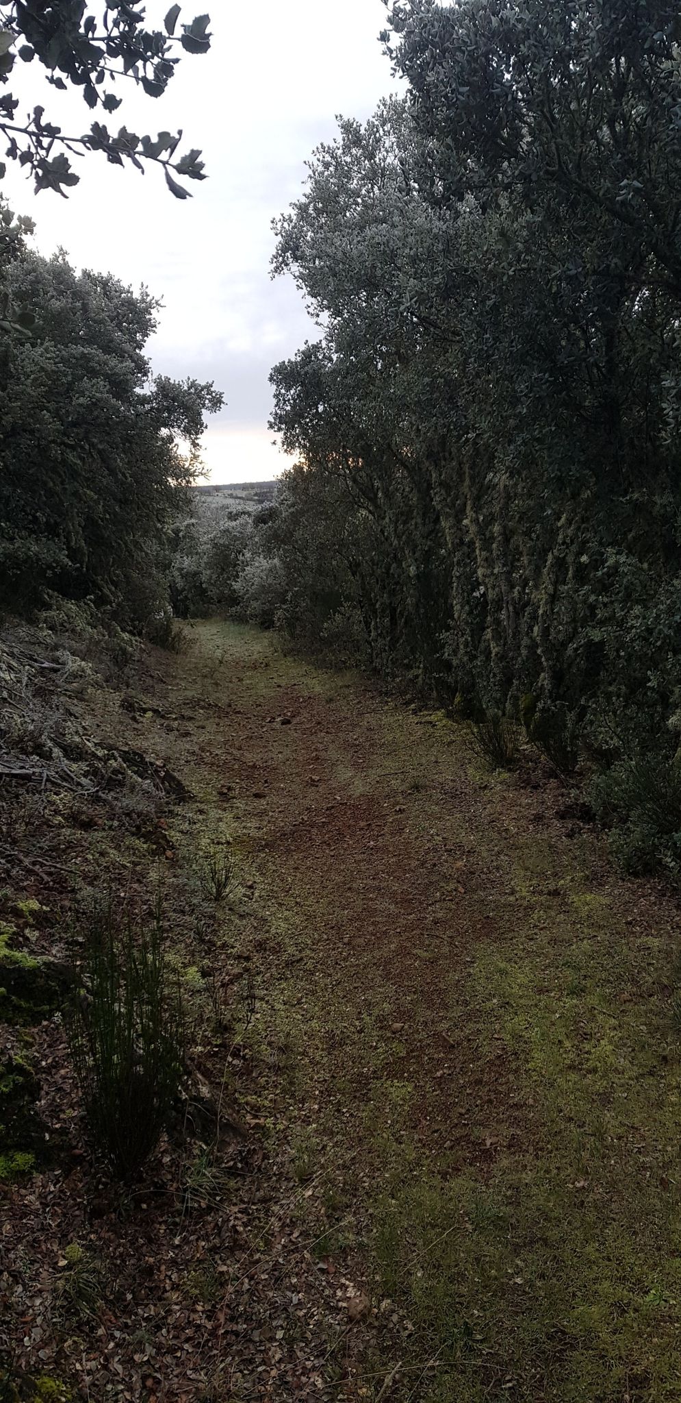 Entre un bosque de Robles