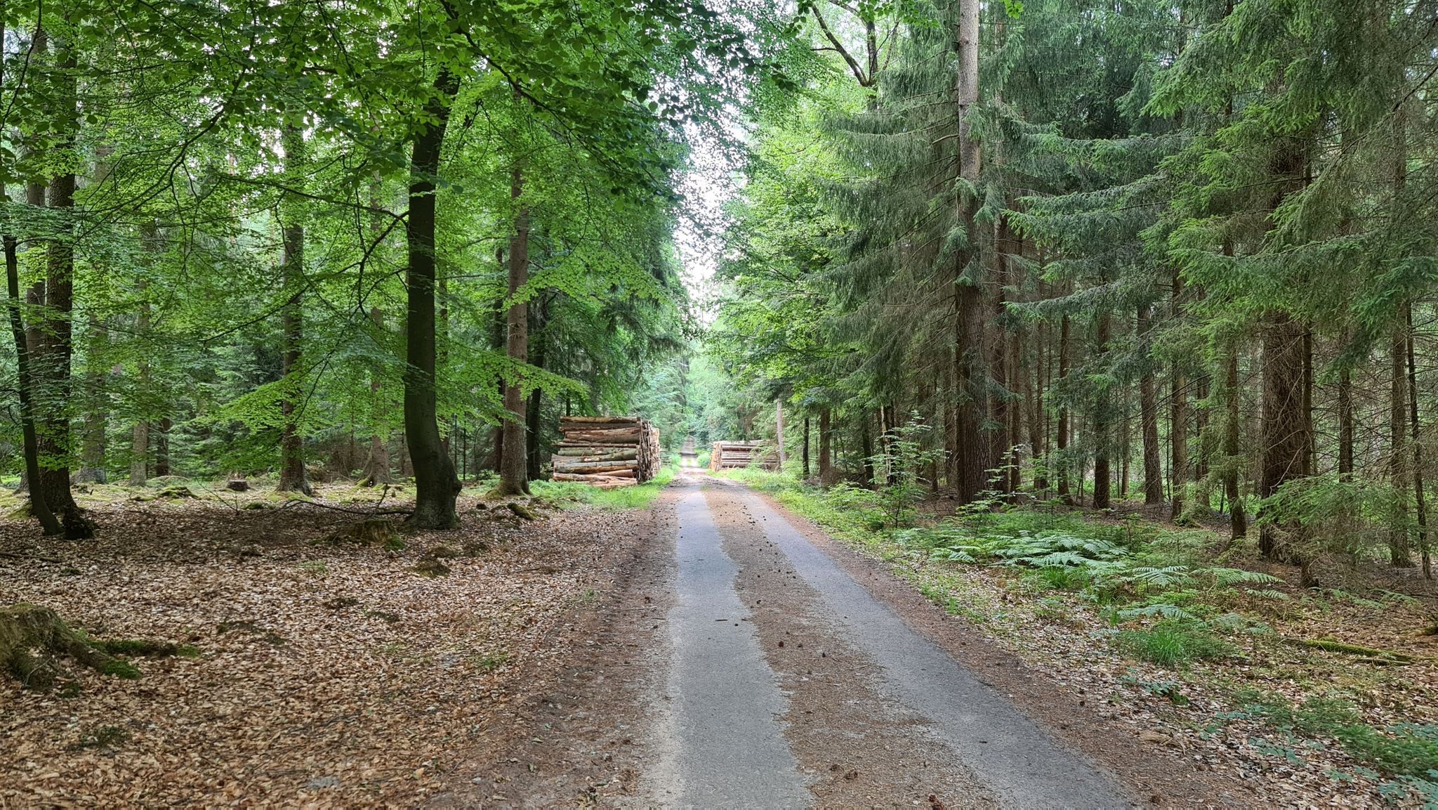 Garlstorfer Forst