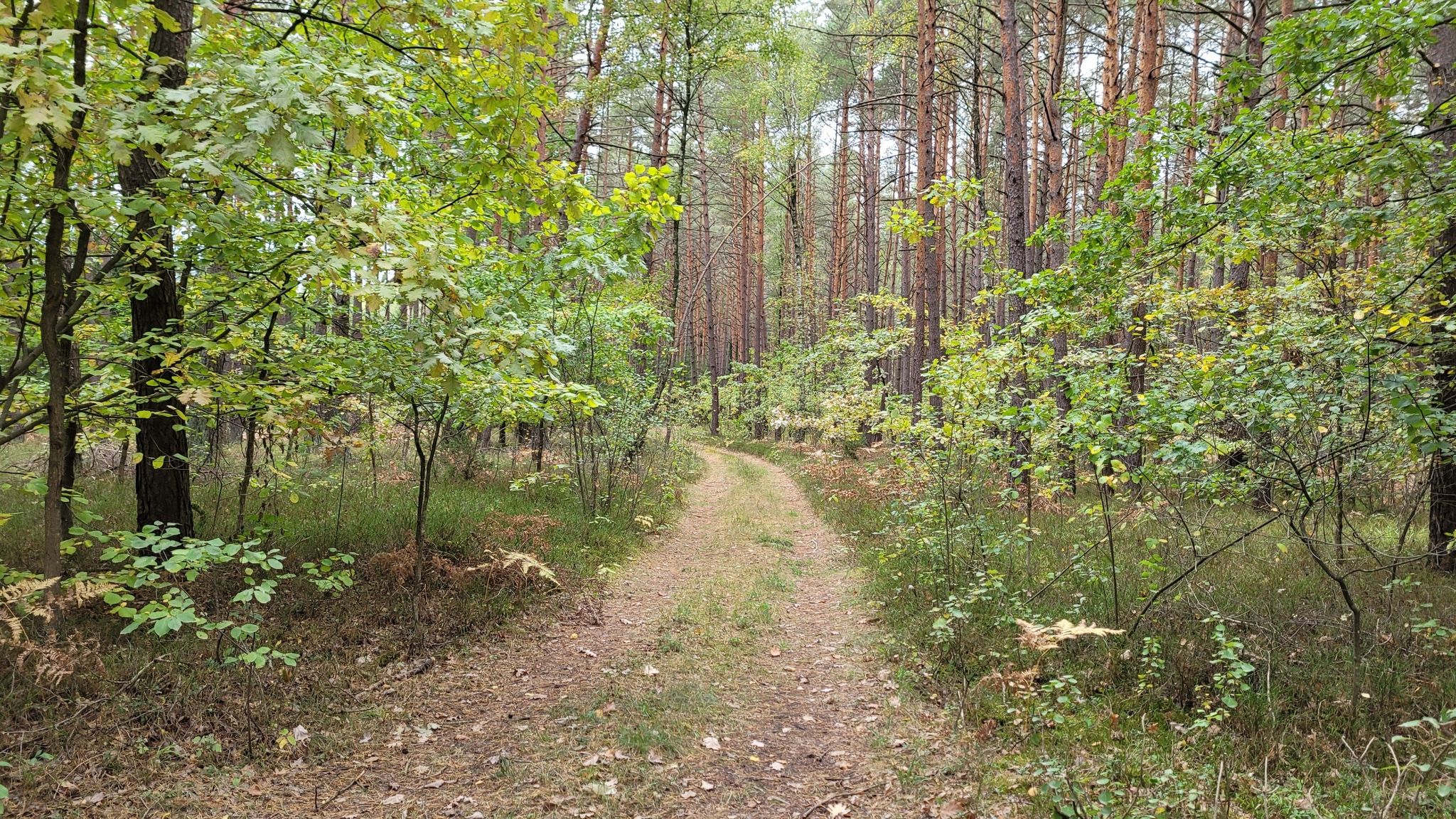 Droga z uroczyska w kierunku szkółki leśnej Grabowiec.