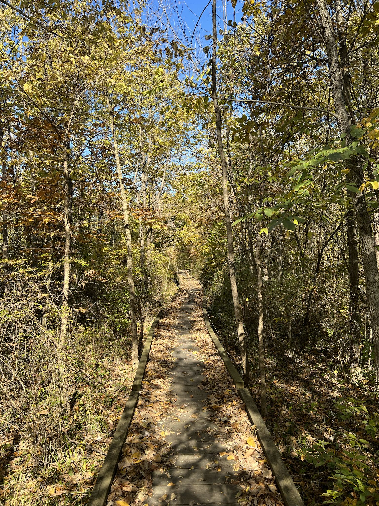 Sunny wooden boardwalk winding through a dense forest with autumn leaves. - Appalachian Trail: Boiling Springs to Route 850