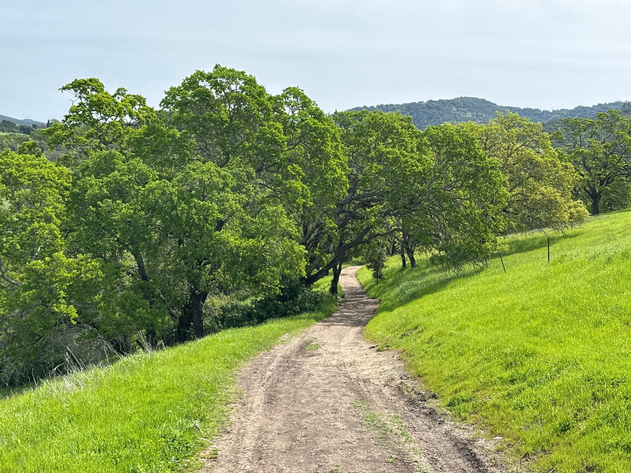 A dirt path winding through bright green grassy hills and mature trees on a clear day. - Skyline and Manzanita Trail Loop