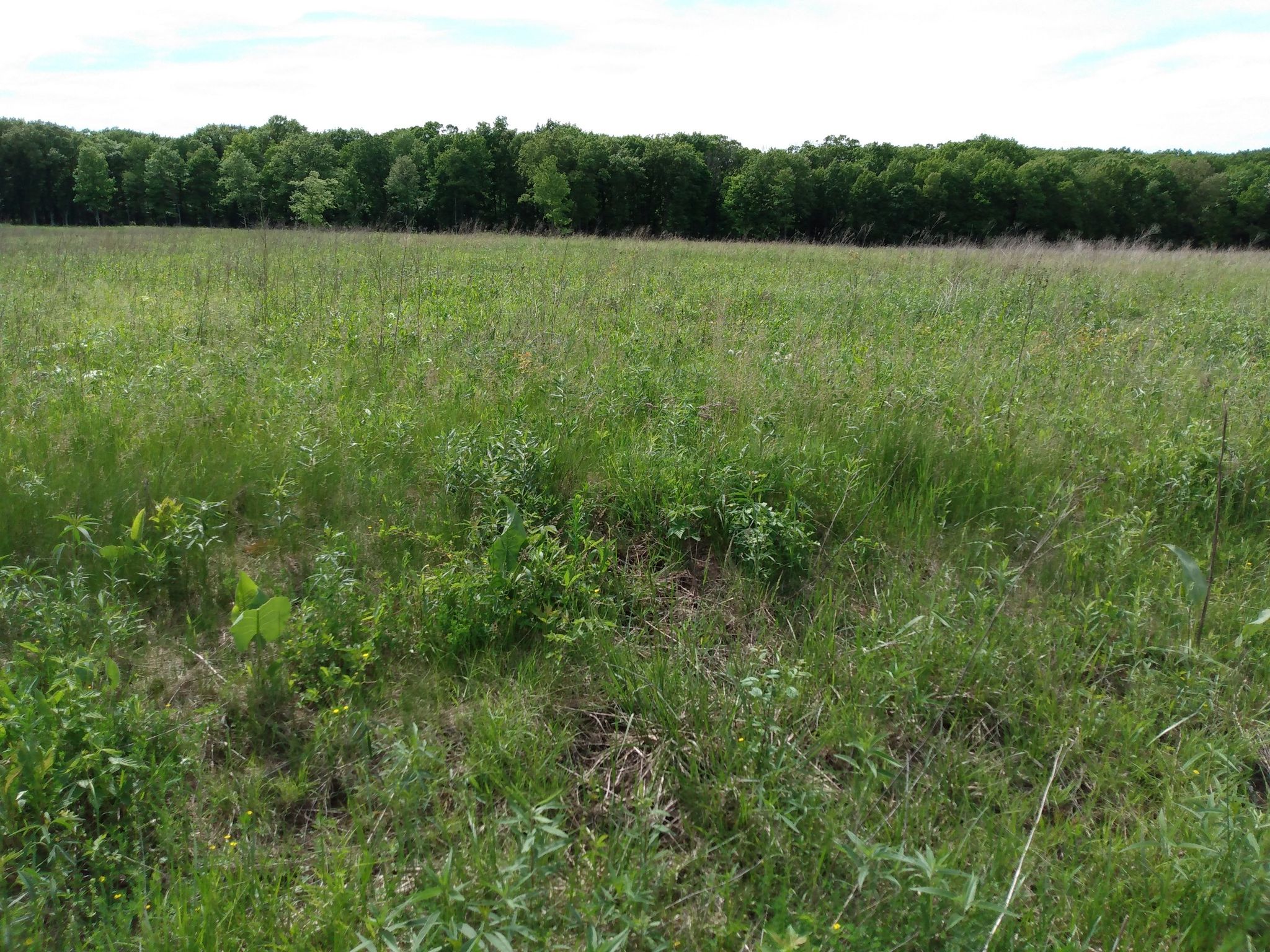 Expansive green field with tall grass under a bright sky, distant trees. - Orland Grassland – Water Tower at Crescent Park loop from Tinley Park-80th Avenue