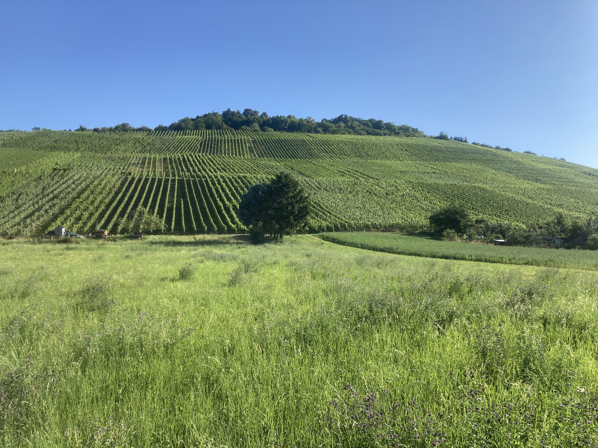 Weinberg bei Neuhausen an der Erms