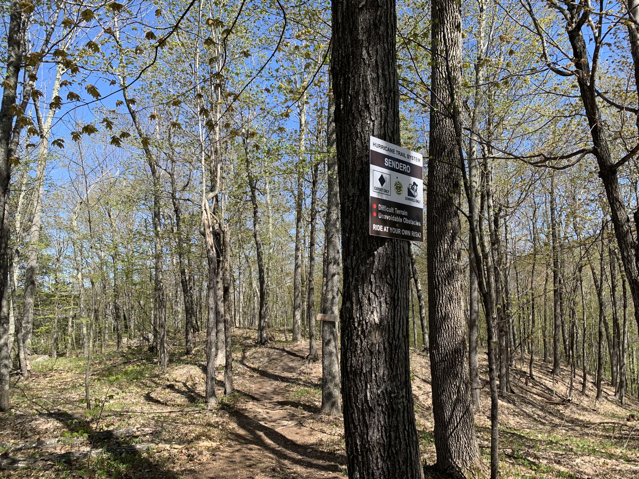 Sunny forest path with a sign on a tree, new leaves emerging. - Kettle Ridge, Cranmore, and Red Tail Trails Loop