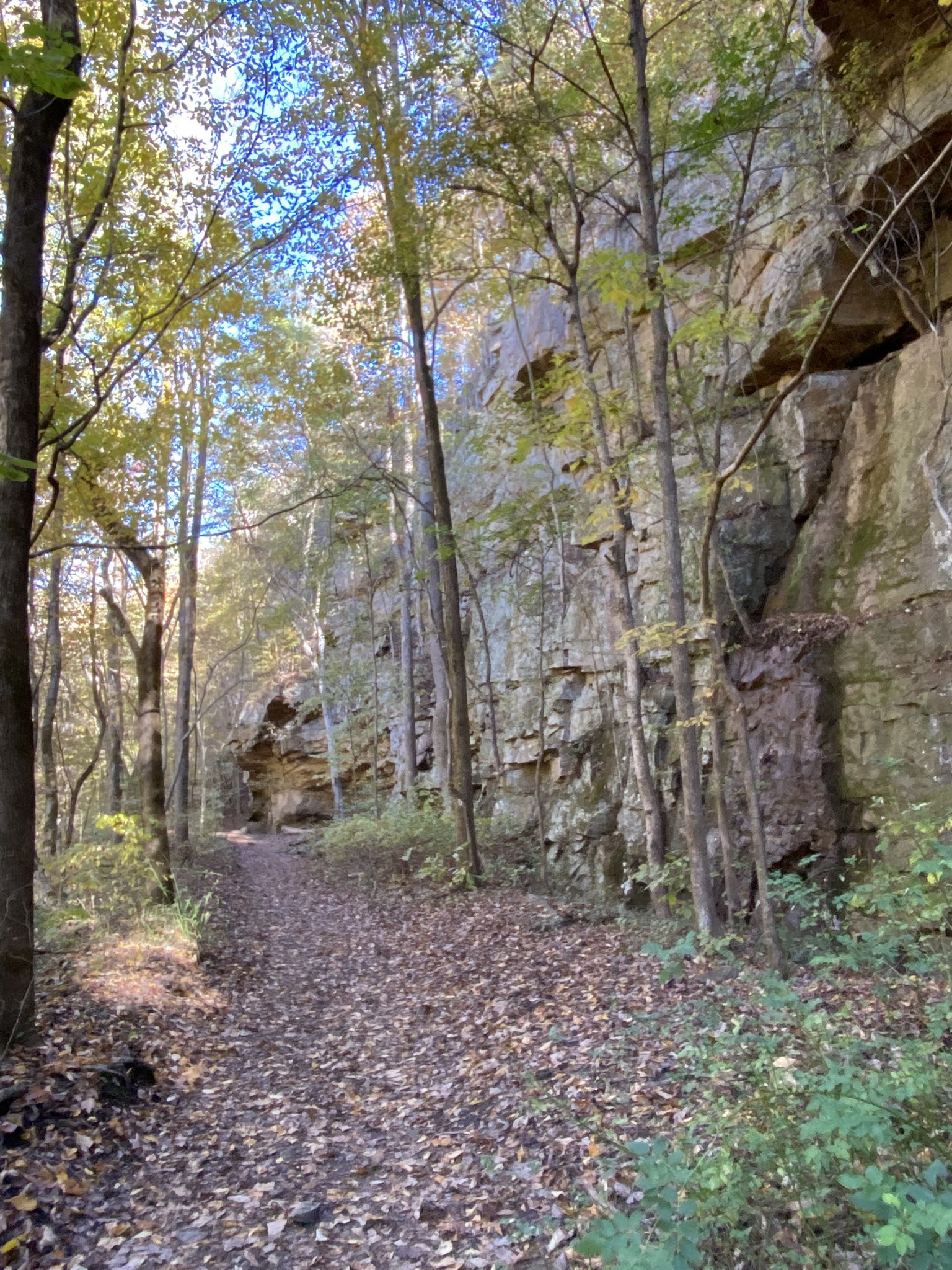 A leaf-covered path winds alongside a tall rock wall in a sunlit forest. - Cumberland Trail: Laurel-Snow Trail
