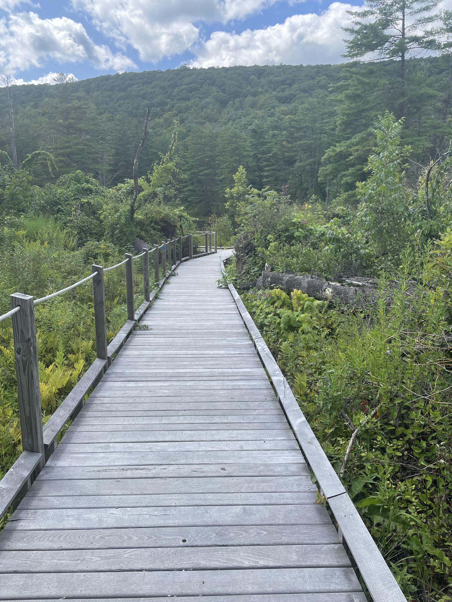 Wooden boardwalk winding through lush green forest under a cloudy sky. - Trail of the Ledges and Overbrook Loop