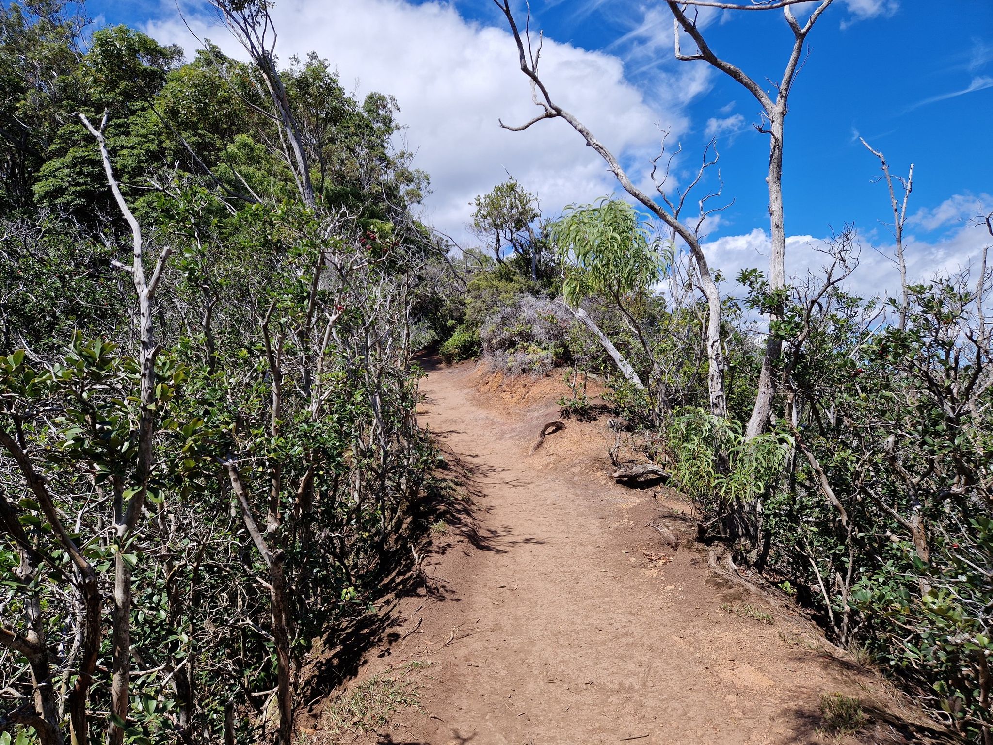 A winding dirt path through sparse trees and bushes under a bright sky. - ʻAiea Loop Trailhead – Viewpoint along ʻAiea Loop Trail loop from Marine Corps Base Camp Smith