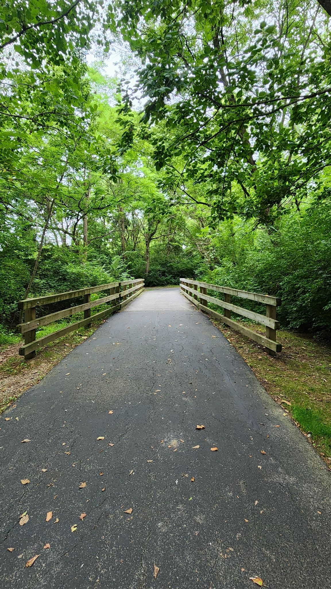 Paved path leading to a wooden bridge surrounded by vibrant green trees. - Dublin Parks loop