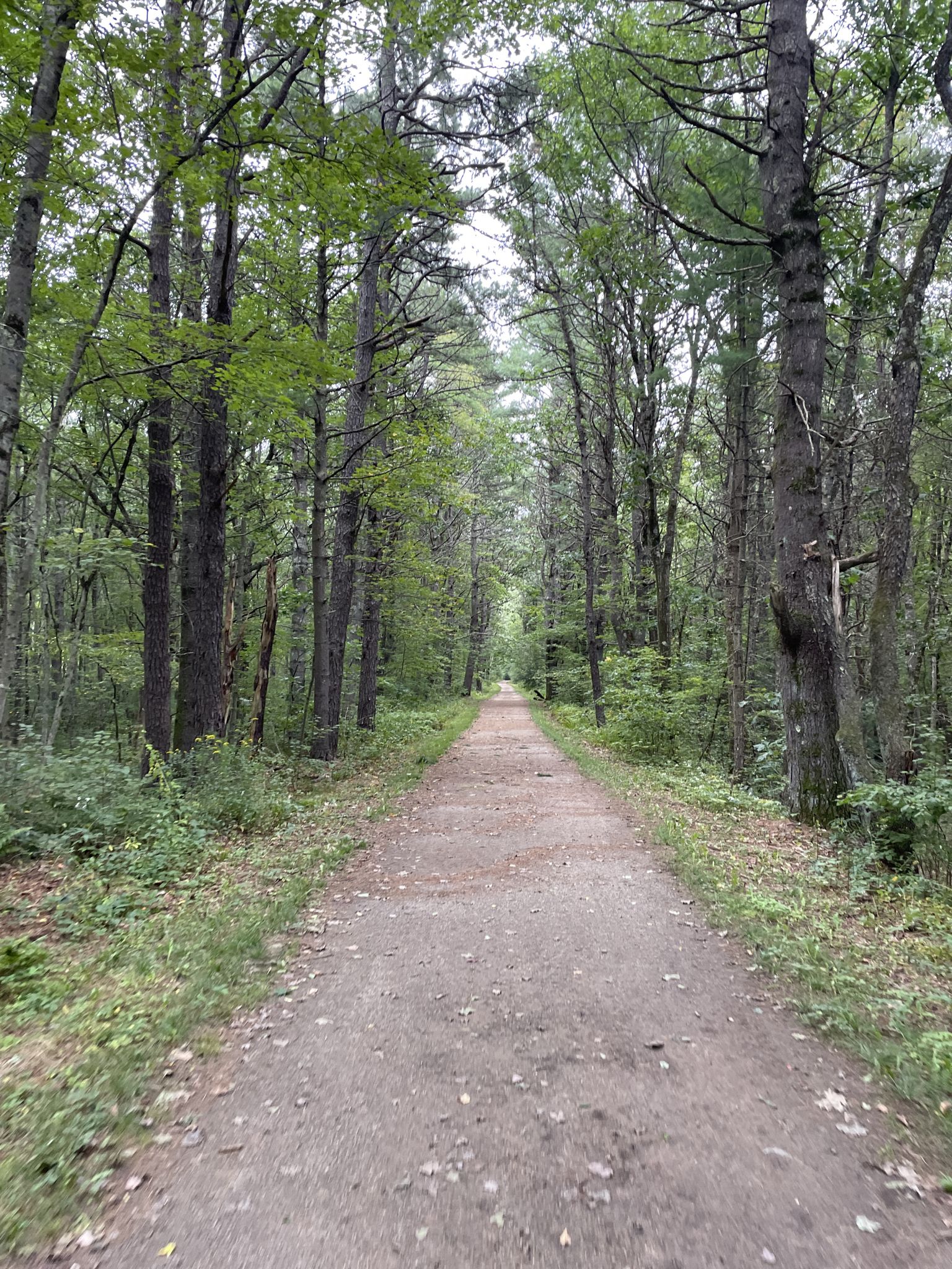 A straight dirt path through a dense, green forest on an overcast day. - Mass Central Rail Trail – Thayer Pond WMA loop from Rutland