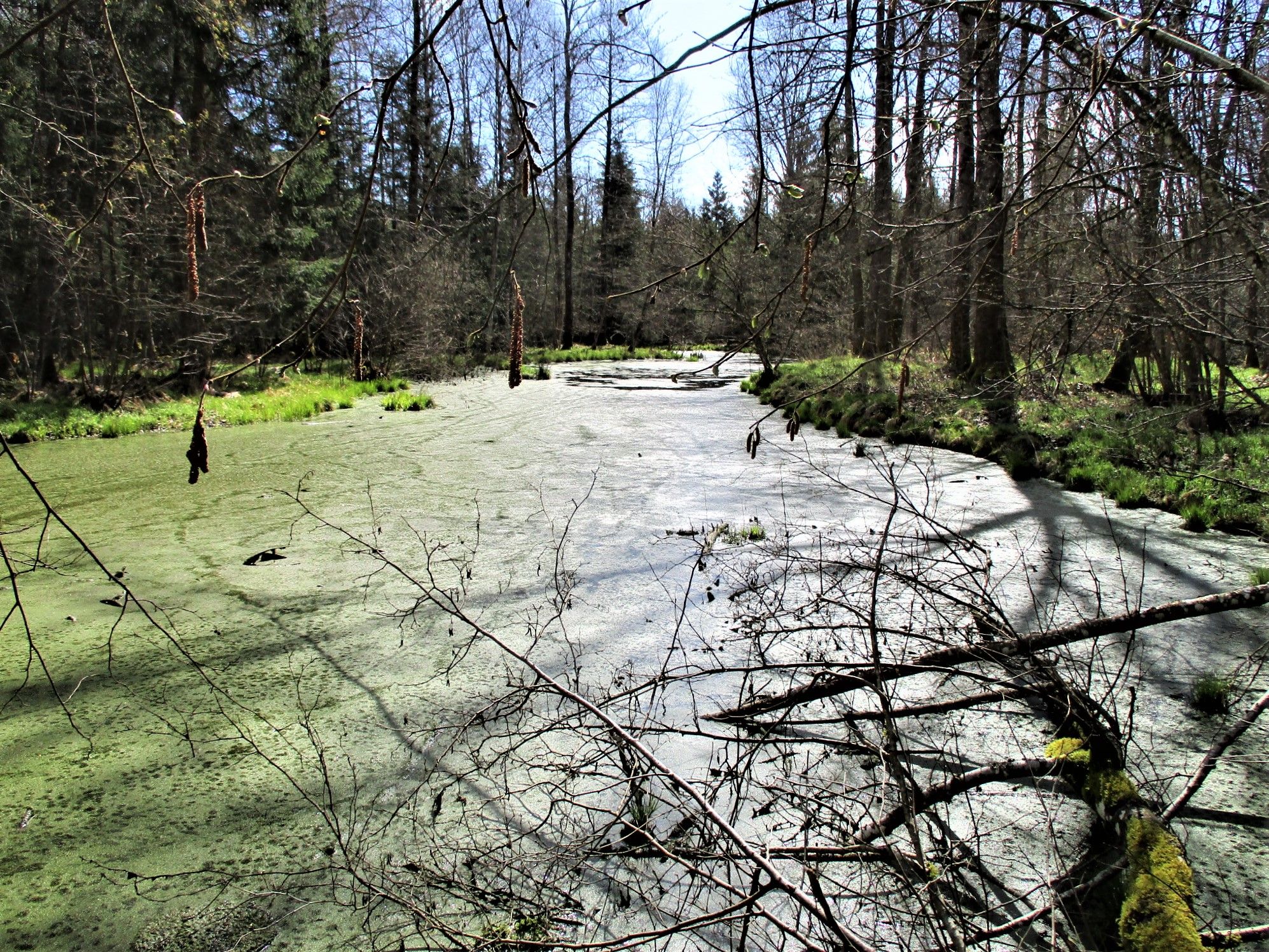 Wilde-Hochmoor