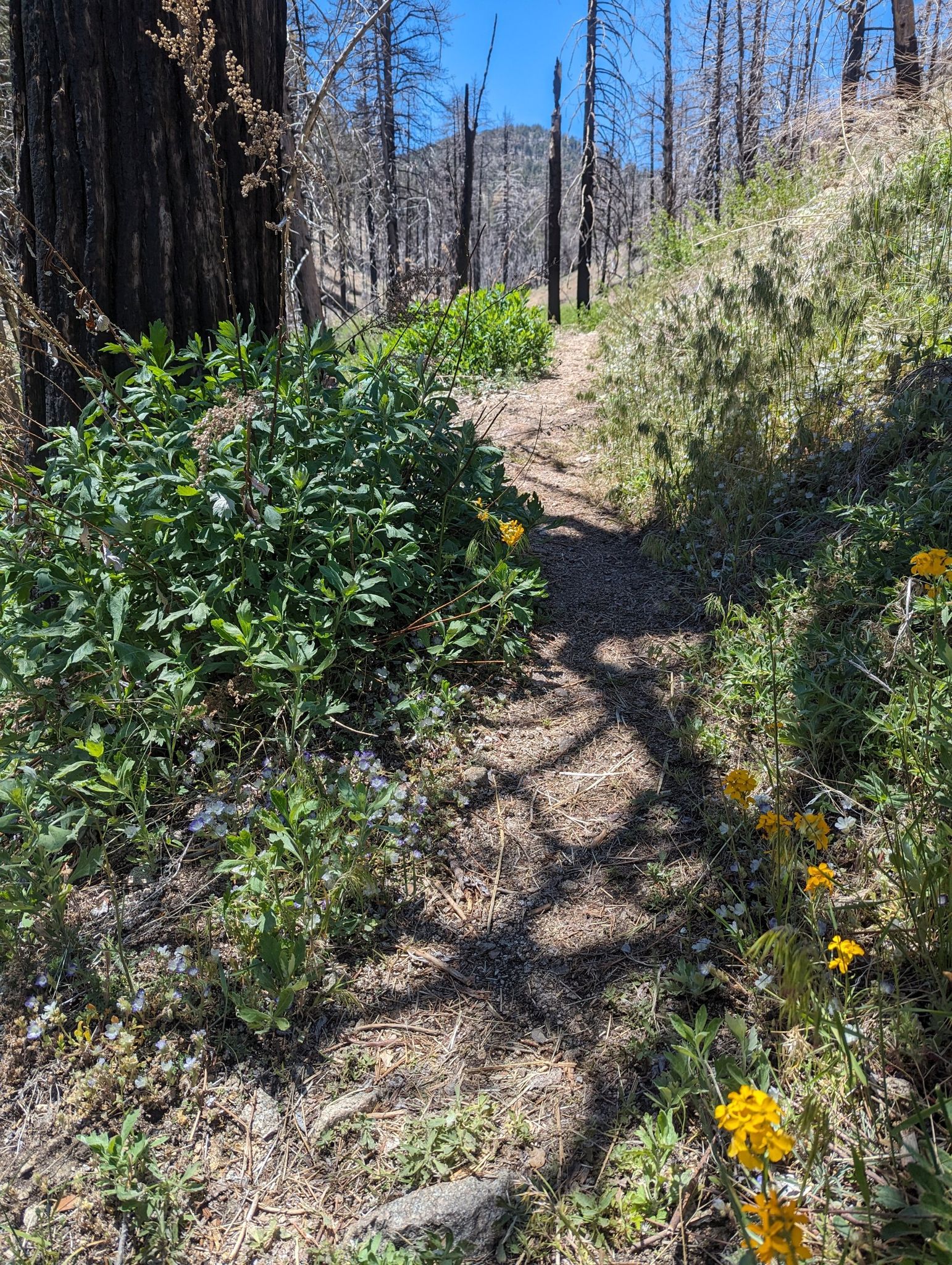 A sunlit dirt path winds through green bushes, yellow flowers, and burnt trees. - Cooper Canyon Falls via Pacific Crest Trail