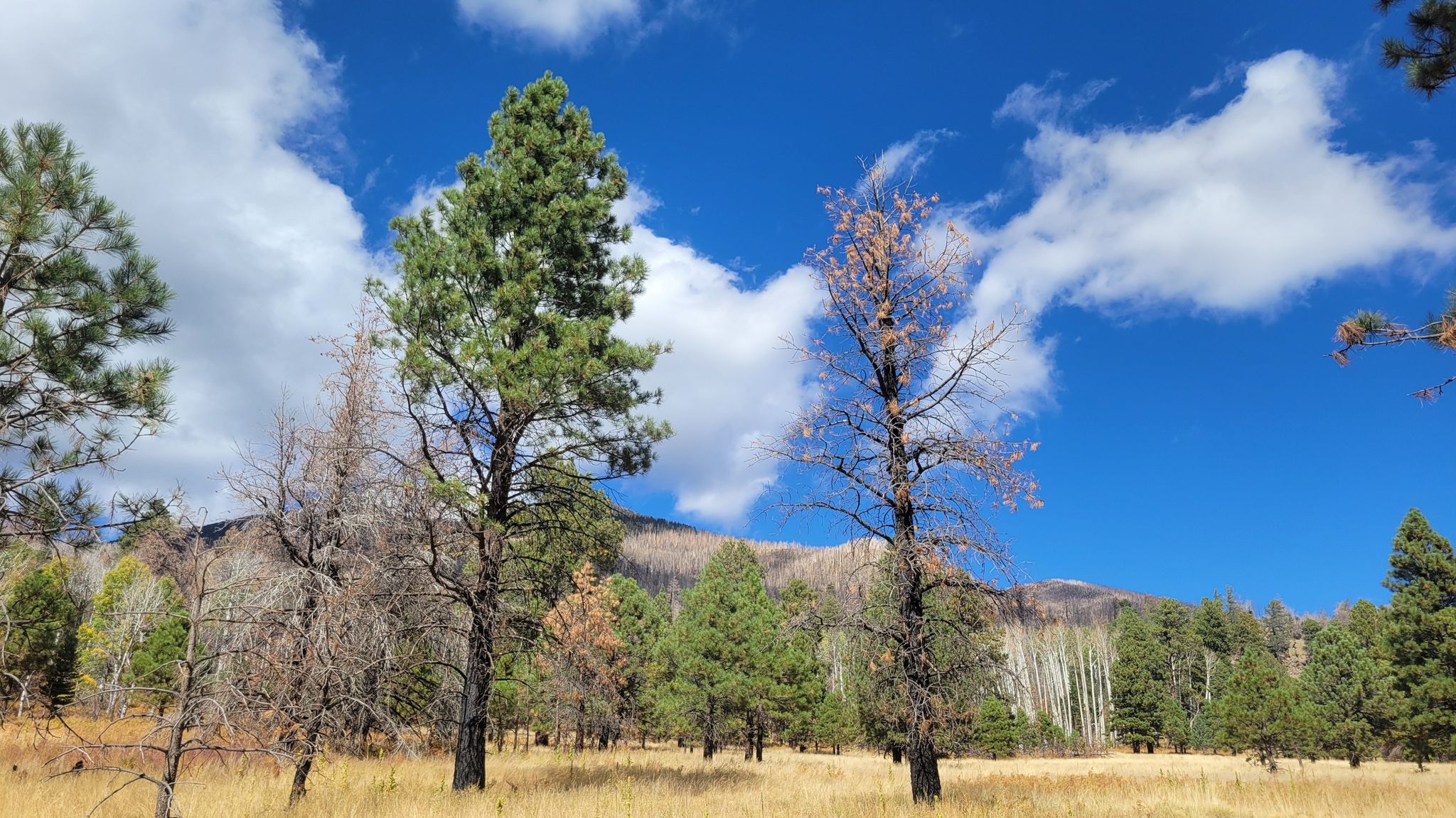 Sunny field with tall pine trees and distant mountains under a blue sky. - Humphreys Peak, Weatherford and Kachina Trail Loop