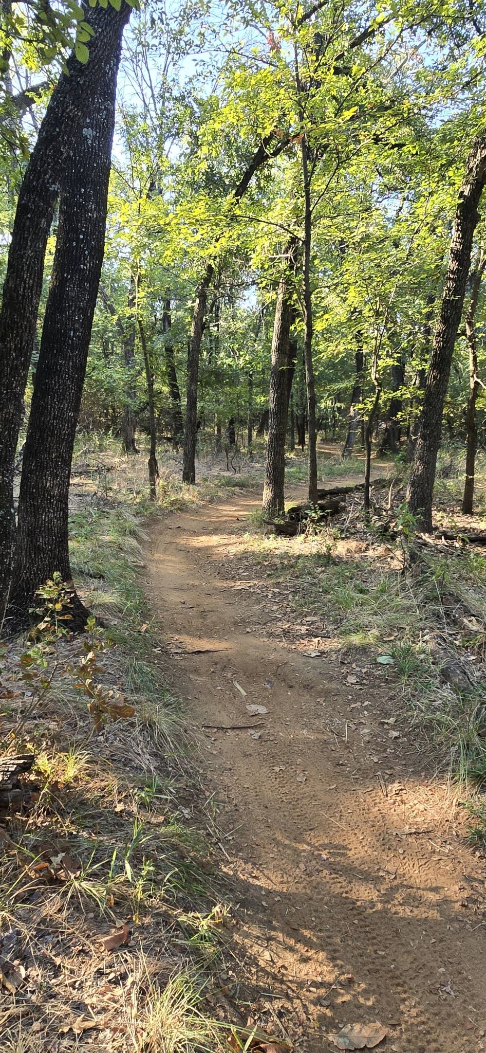 Sunny dirt path through a green forest with dappled sunlight. - Bike loop from Sunset Point at Twin Coves