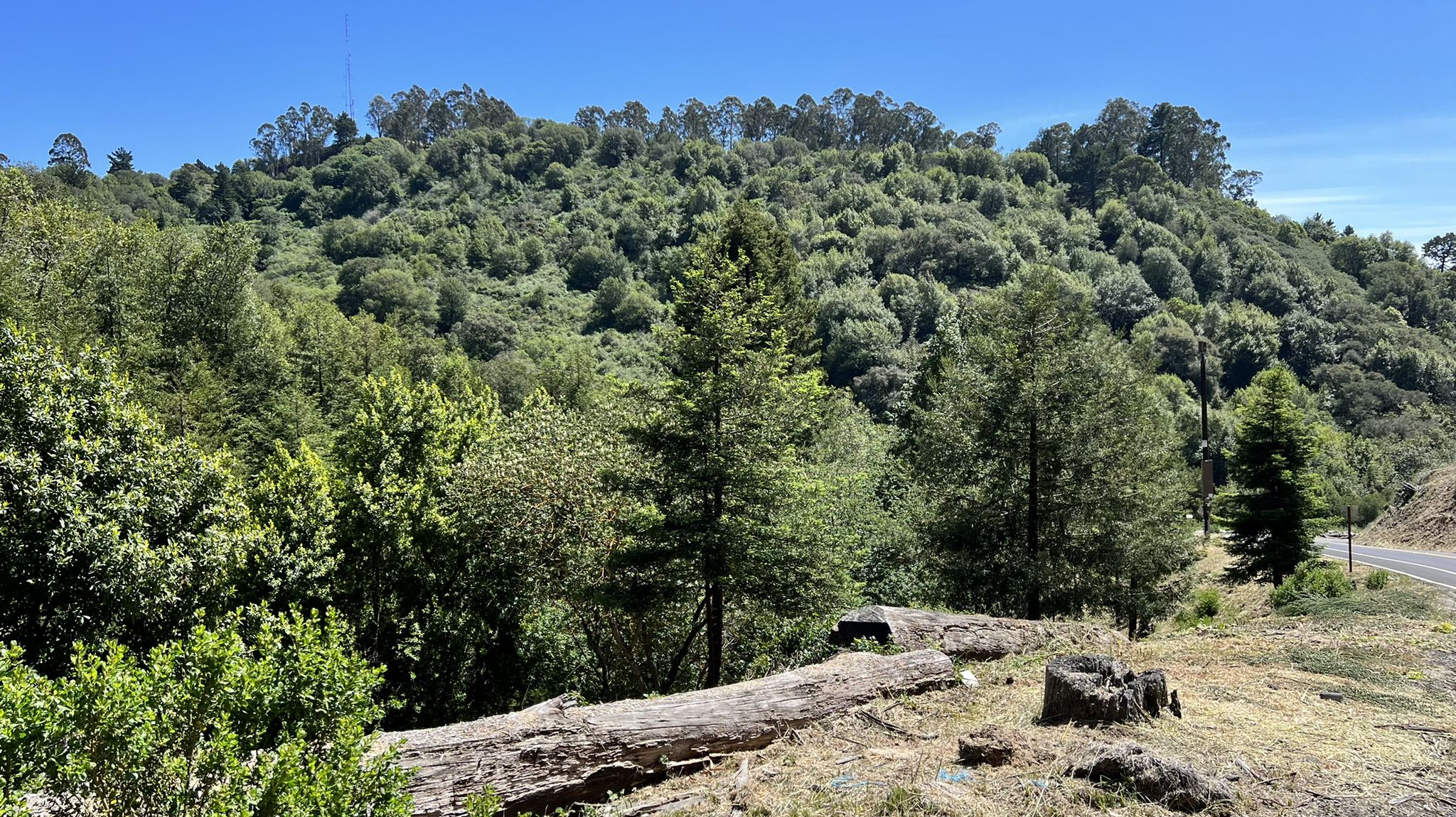 A large fallen log in front of a densely forested hillside under clear sky. - Tilden Park Steam Train – Grizzly Peak Boulevard loop from Ashby