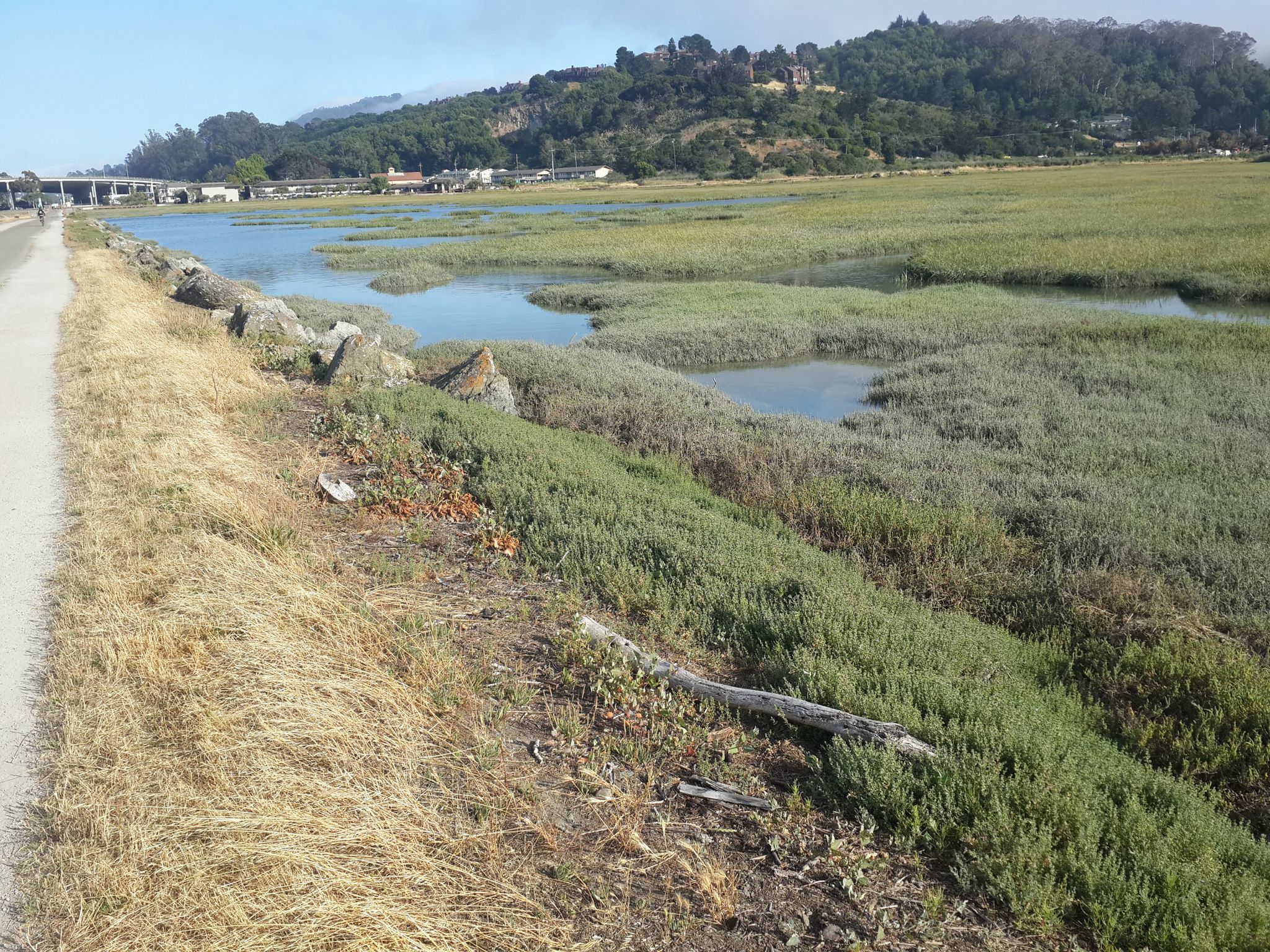 Paved path next to wetlands, green marsh grass, and distant hills. - Sausalito, Tiburon, Paradise Cay Loop