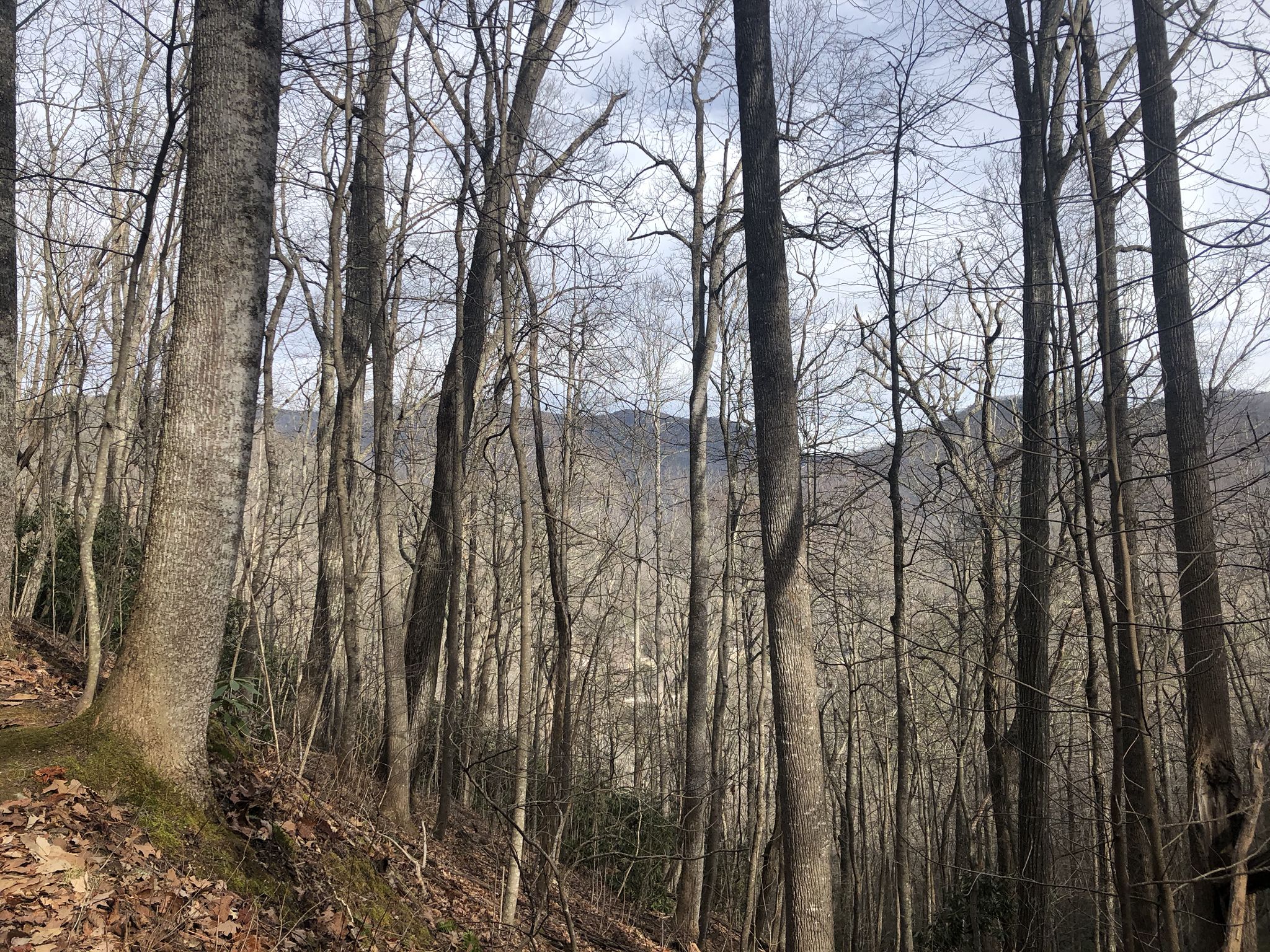 Tall, bare trees on a hillside with fallen leaves under a diffused sky. - Rainbow Road