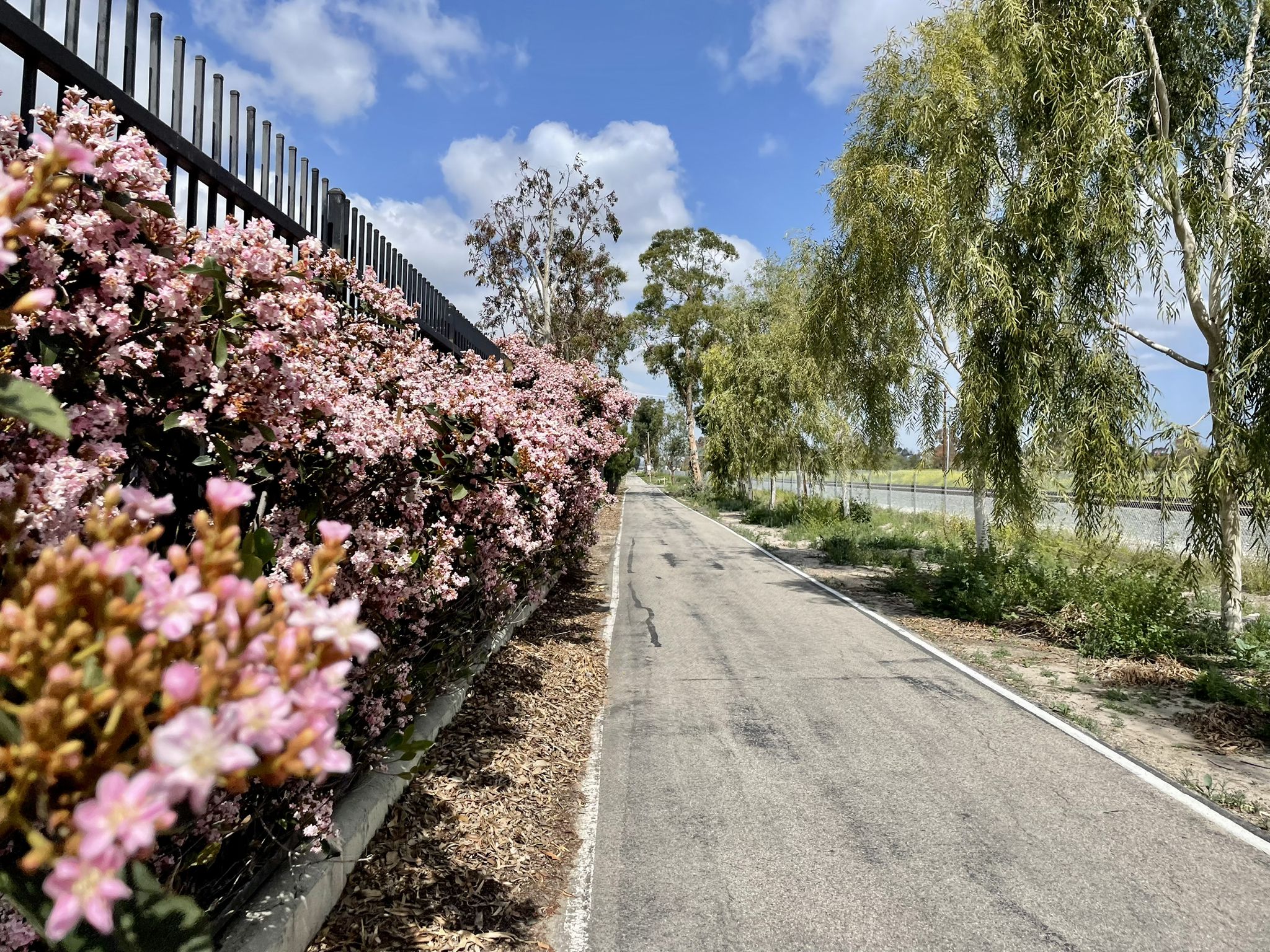 Paved path next to a fence covered in pink flowers, under a blue sky. - Whiting Ranch Trailhead – Walnut Trail loop from Tustin Market Place