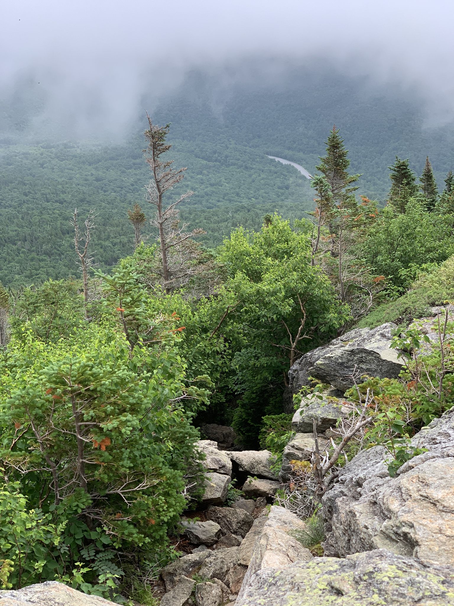 Rocky path through dense green forest with foggy mountains in distance. - Mount Isolation via Glen Boulder Trail