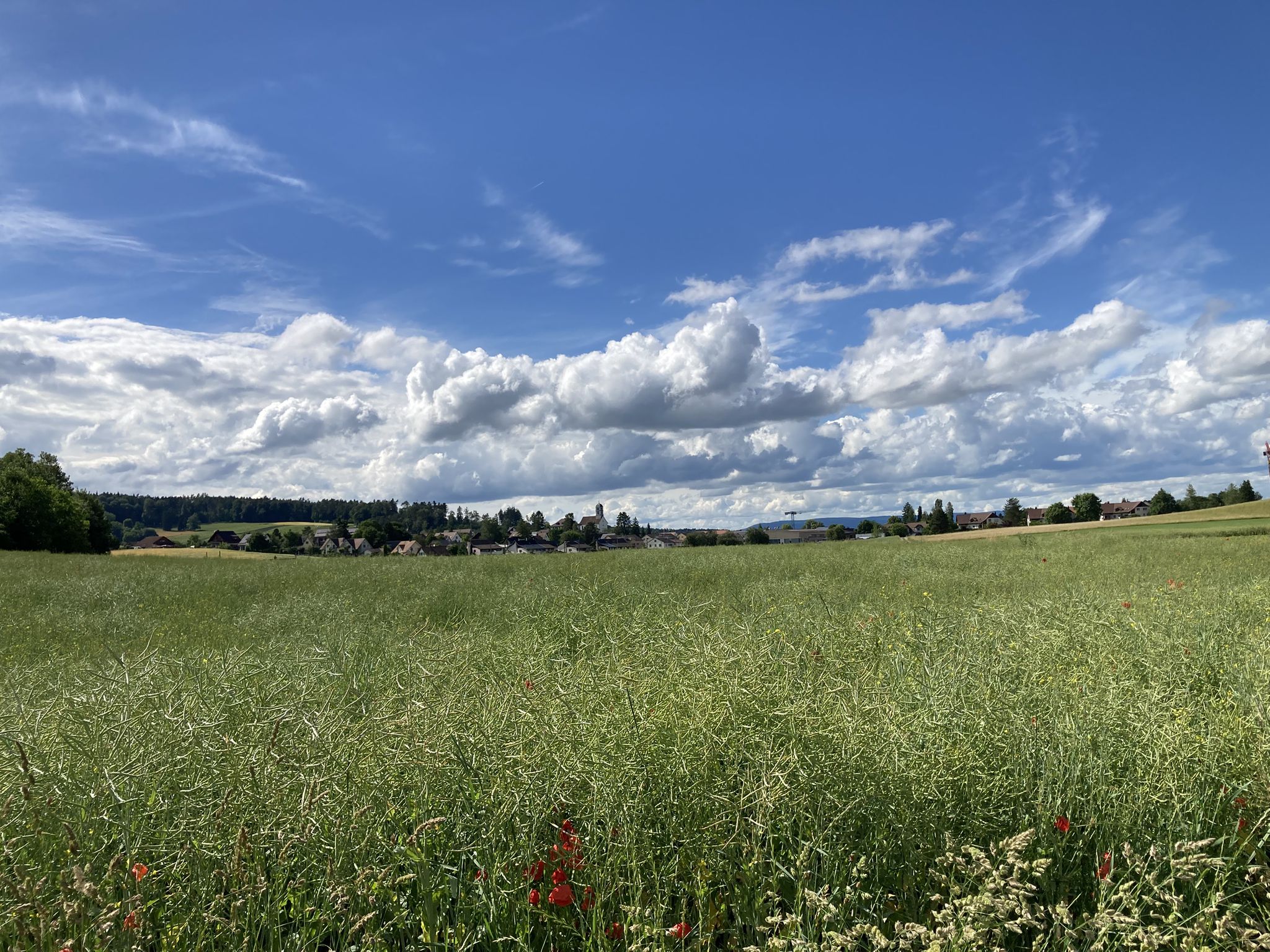 vorne Raps