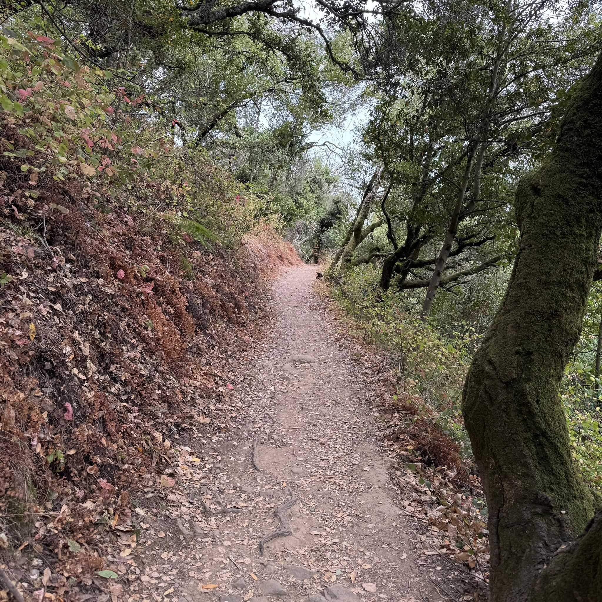A narrow dirt path winds through a dense, green and brown forest. - Goldenrod and Cascade Trail Loop