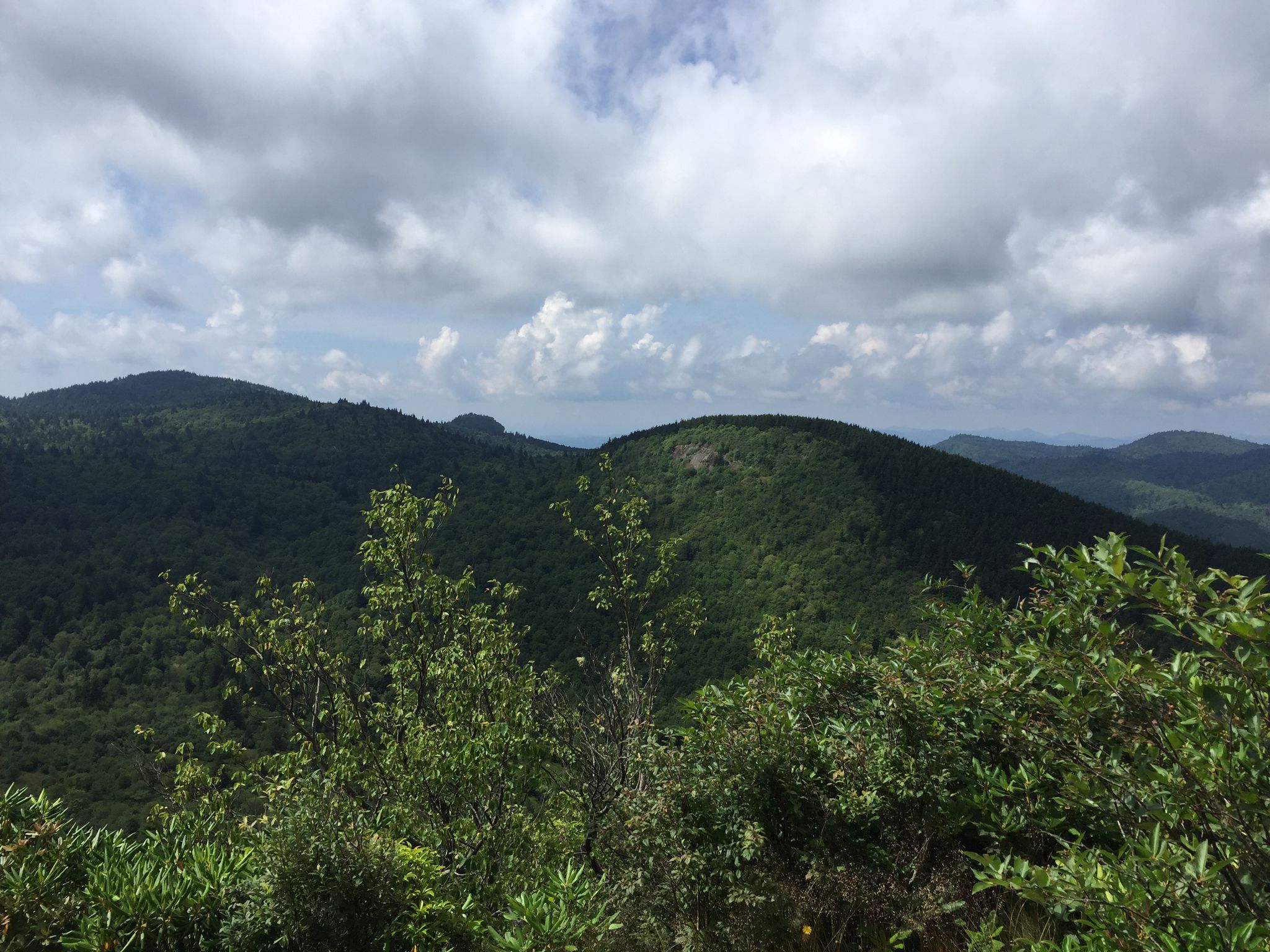 Lush green forested mountains under a cloudy sky, with foreground bushes. - Sam Knob loop from Tanasee Bald