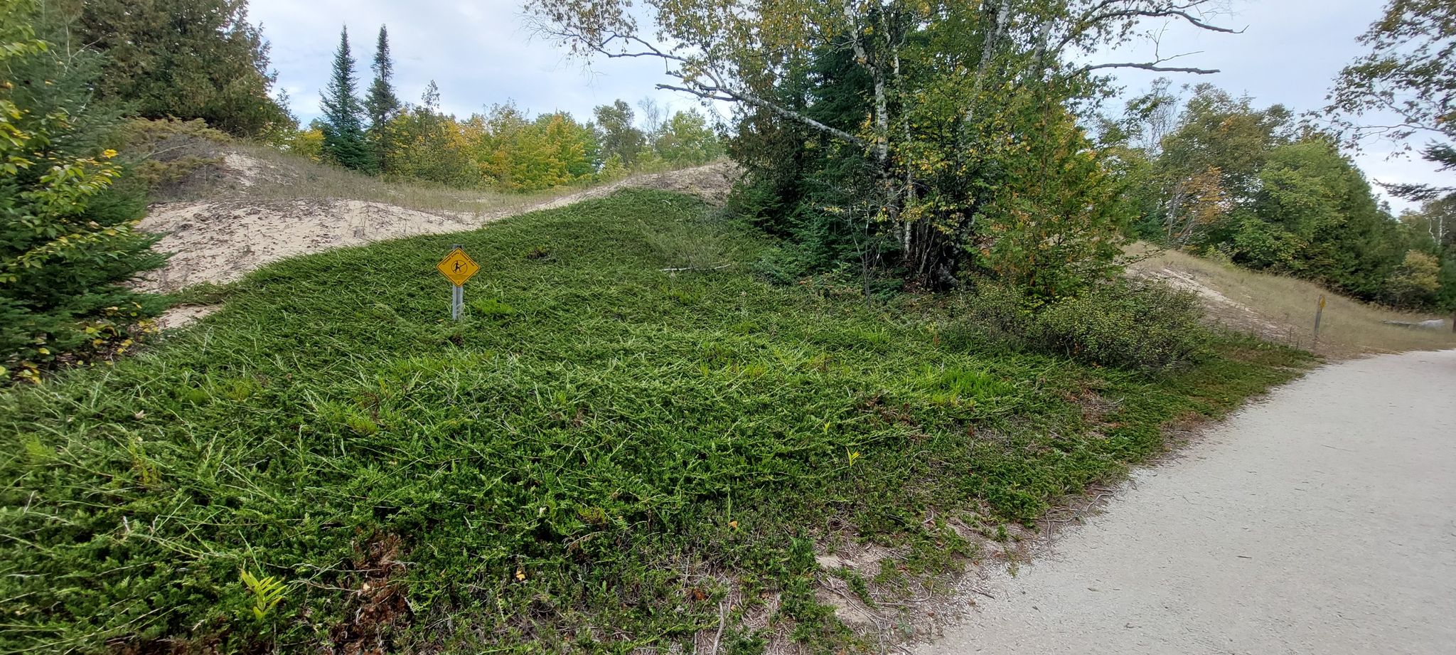 A sandy path next to a grassy dune with scattered trees under an overcast sky. - Old Baldy Overlook loop from Whitefish Dunes State Park
