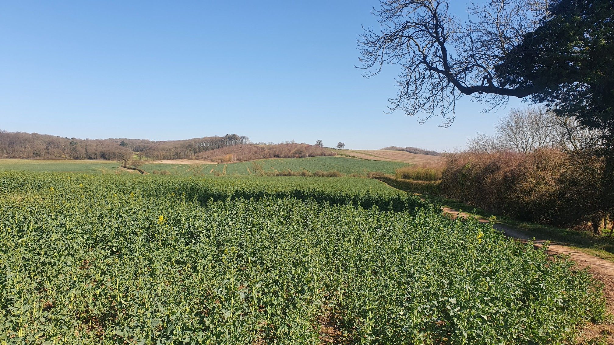 Broccoli Fields