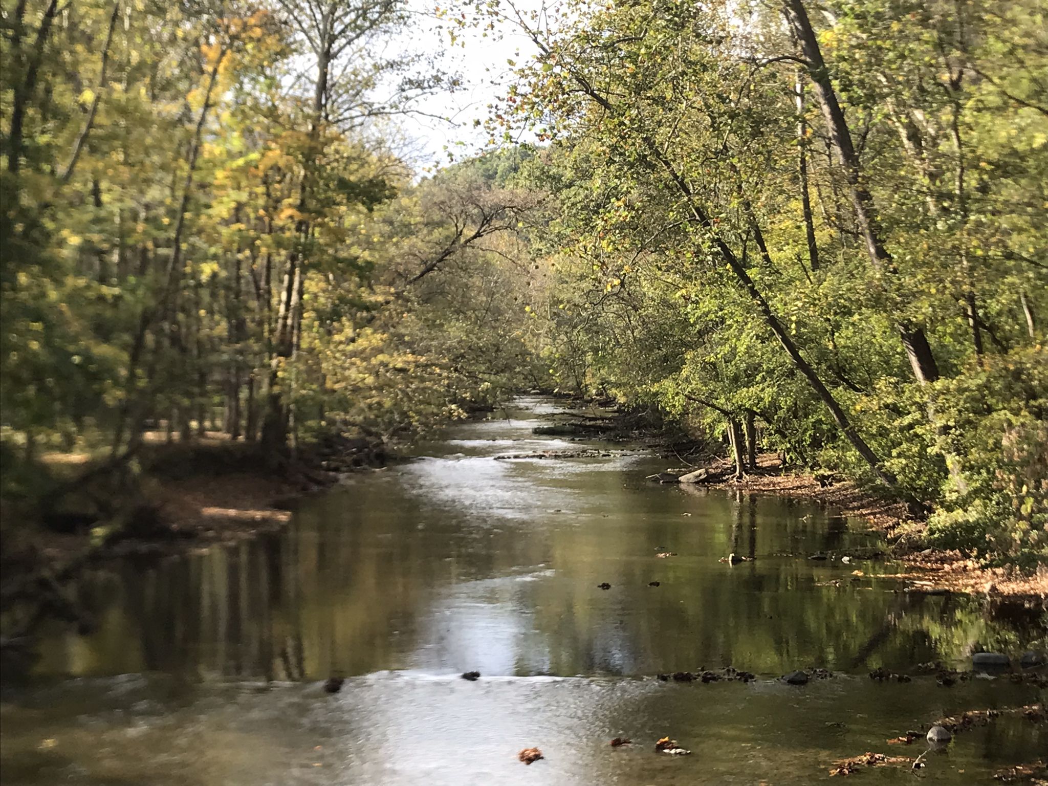 A calm river flows through a lush, sunlit forest with green trees. - Lyons Falls, Hemlock Gorge and Pleasant Hill Trail Loop
