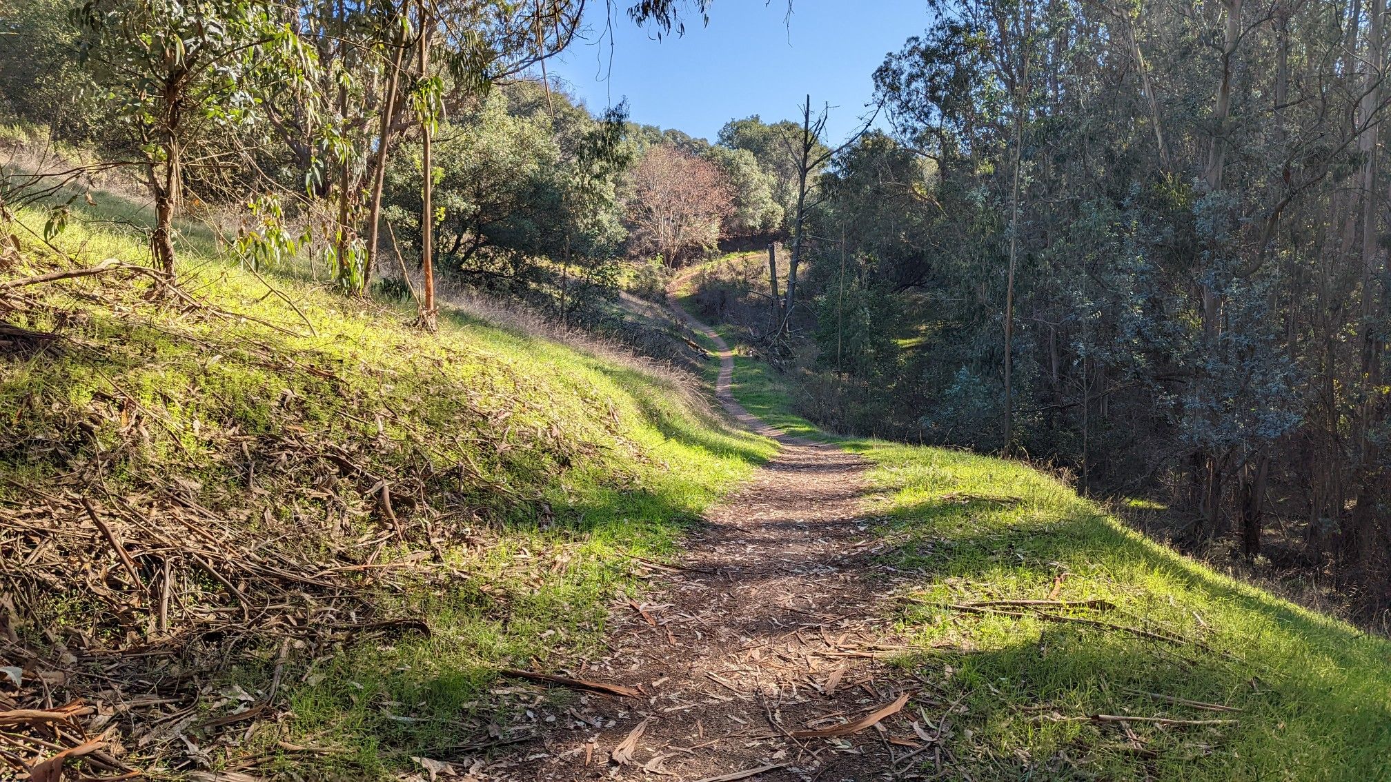 A sunny dirt path winds through green grassy hillsides and trees. - Redtail and Brandon Trail Loop