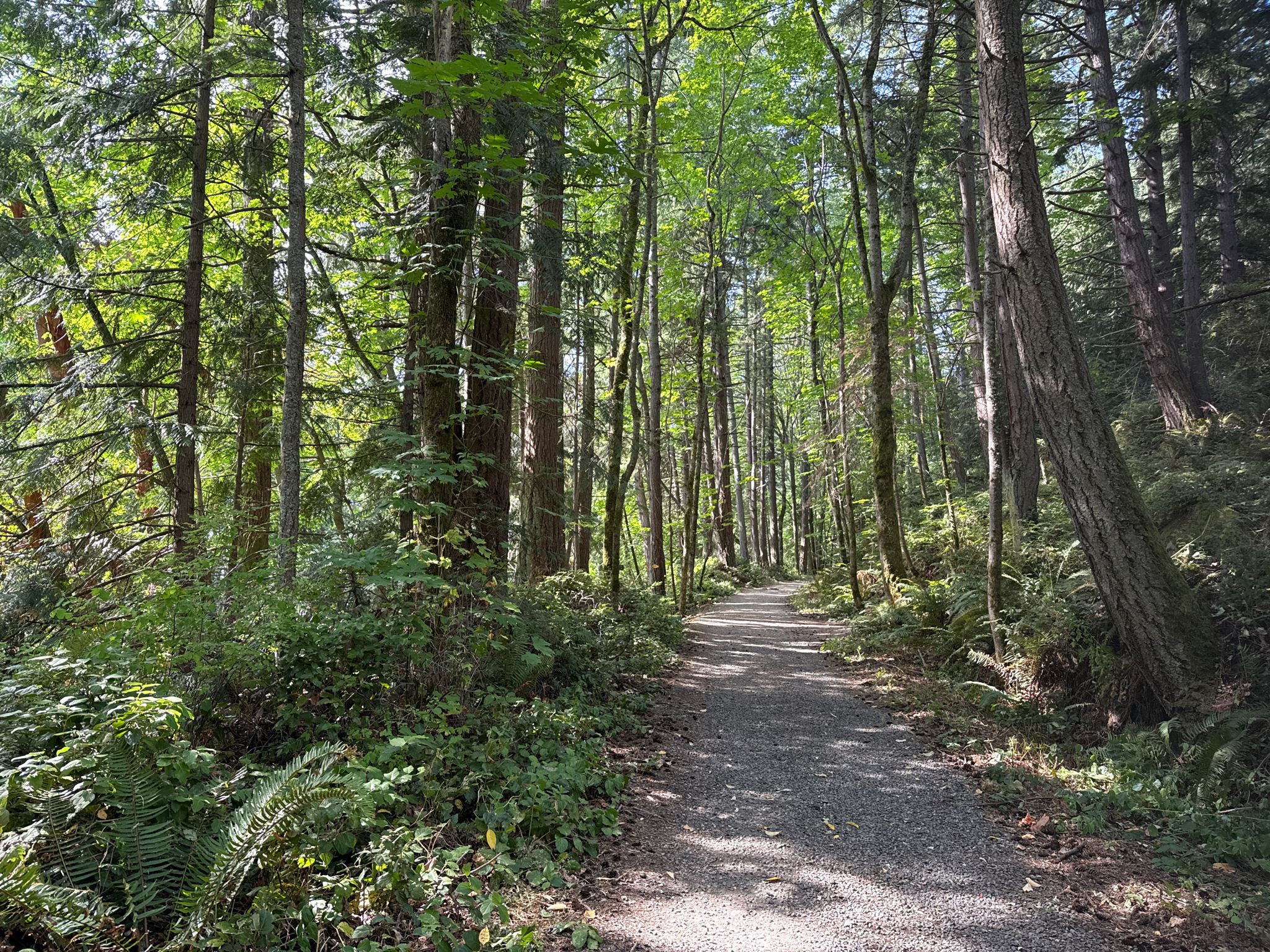 Gravel path winding through a sunlit, dense green forest with tall trees. - Interurban Trail Loop